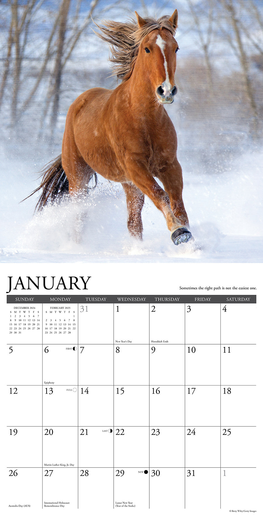 2025 What Horses Teach Us - Square Wall Calendar (US Only)
