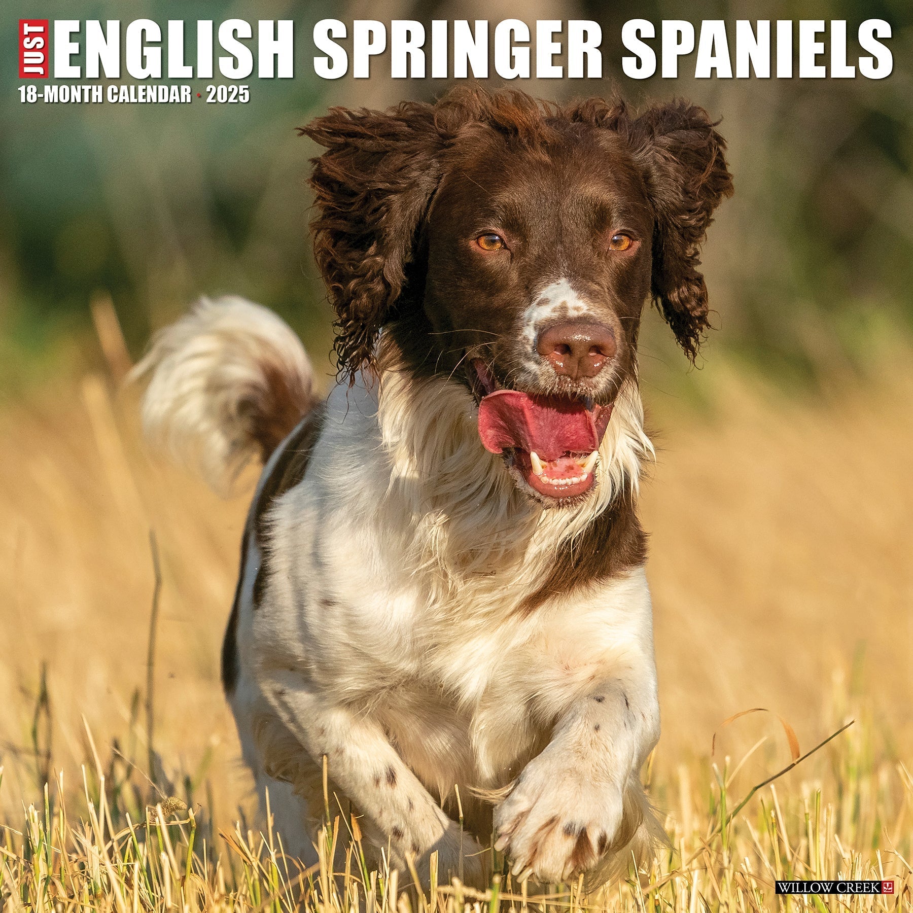 2025 English Springer Spaniels - Square Wall Calendar (US Only)