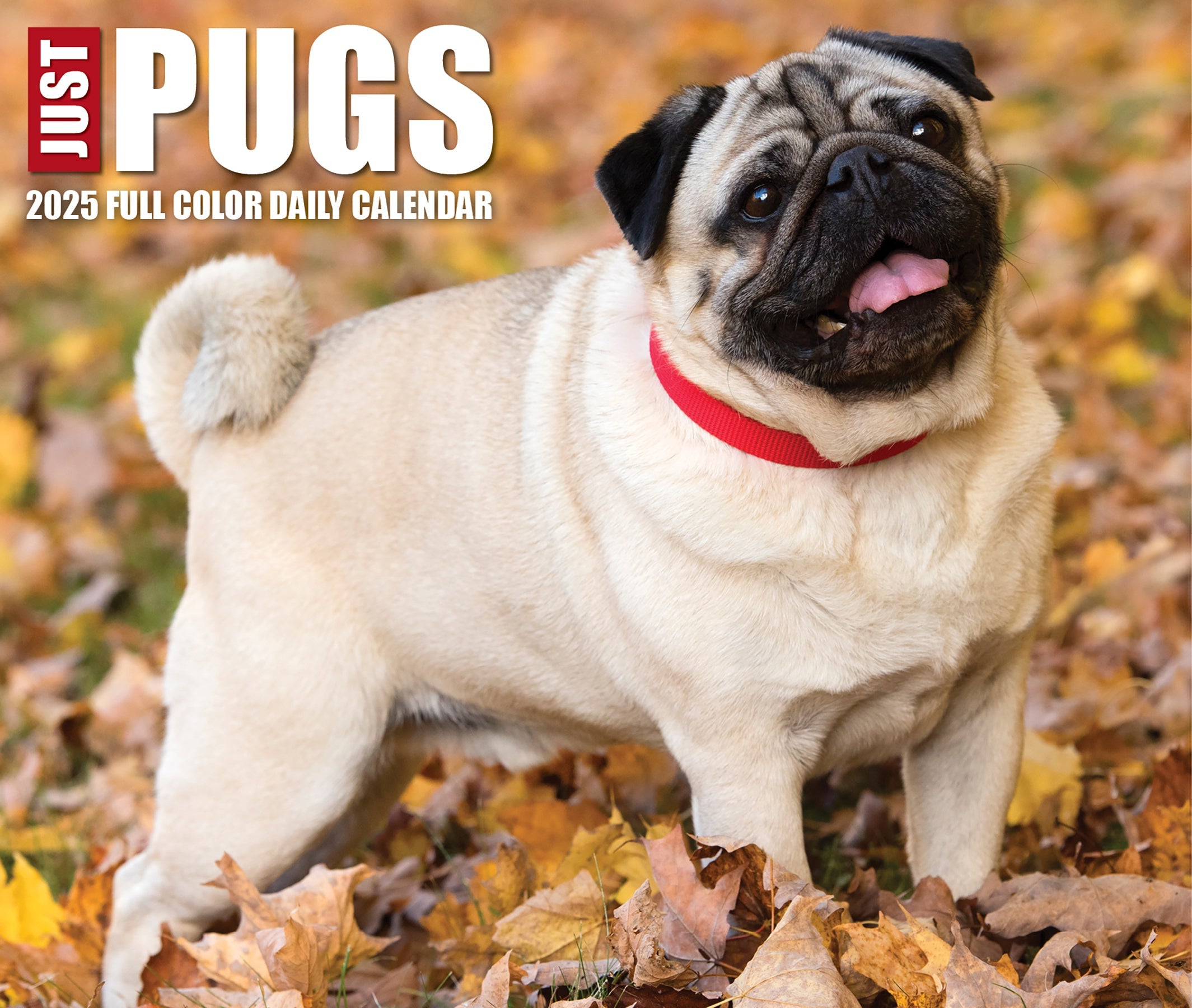 2025 Pugs - Daily Boxed Page-A-Day Calendar (US Only)