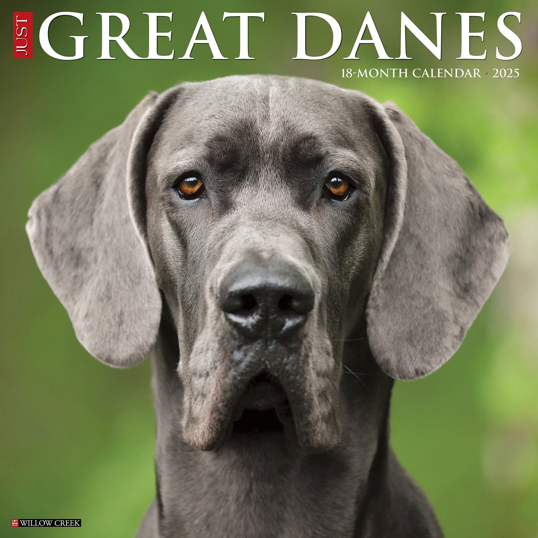 2025 Great Danes - Square Wall Calendar (US Only)