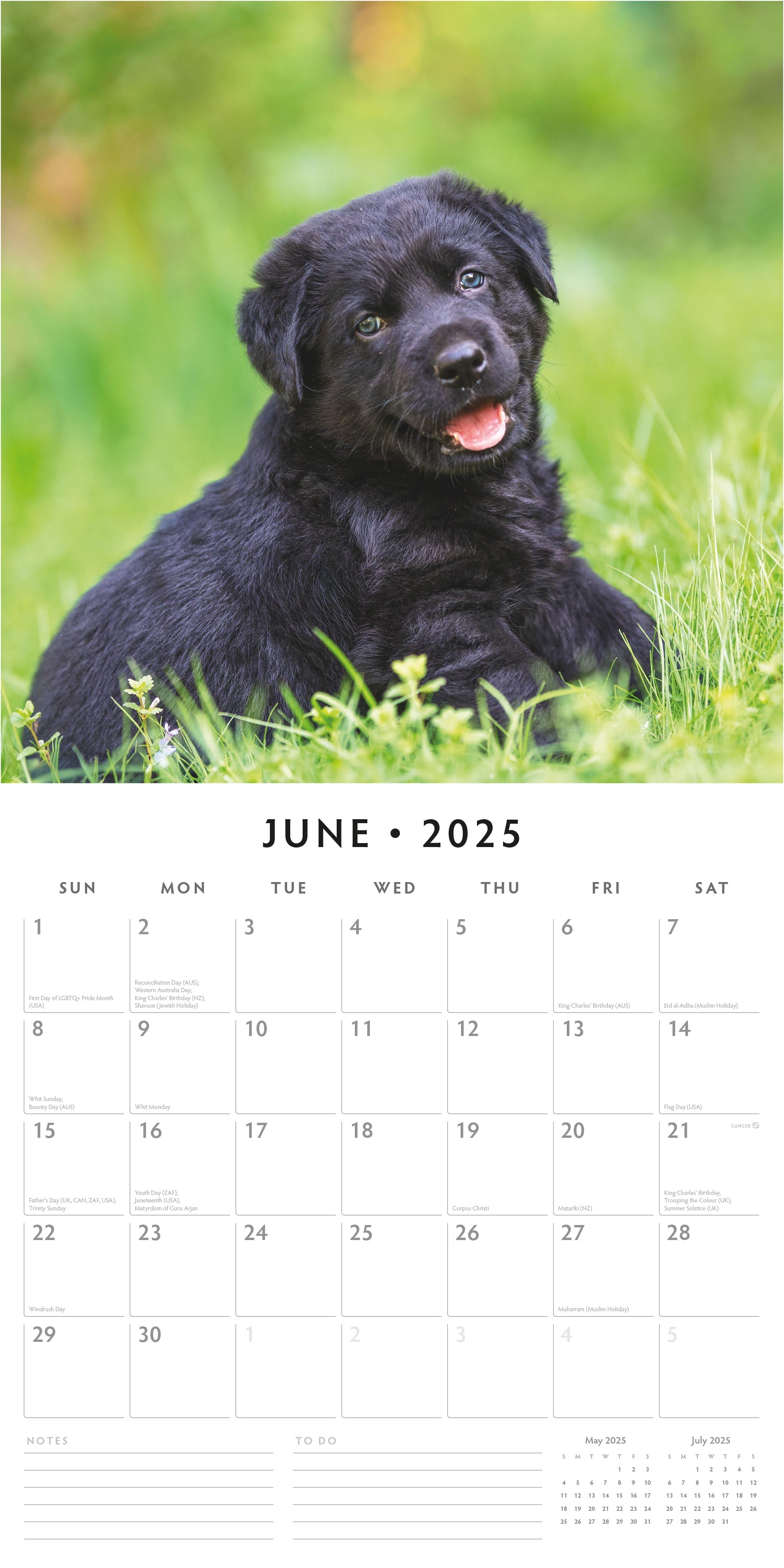 2025 Black Labrador Retriever Puppies - Square Wall Calendar