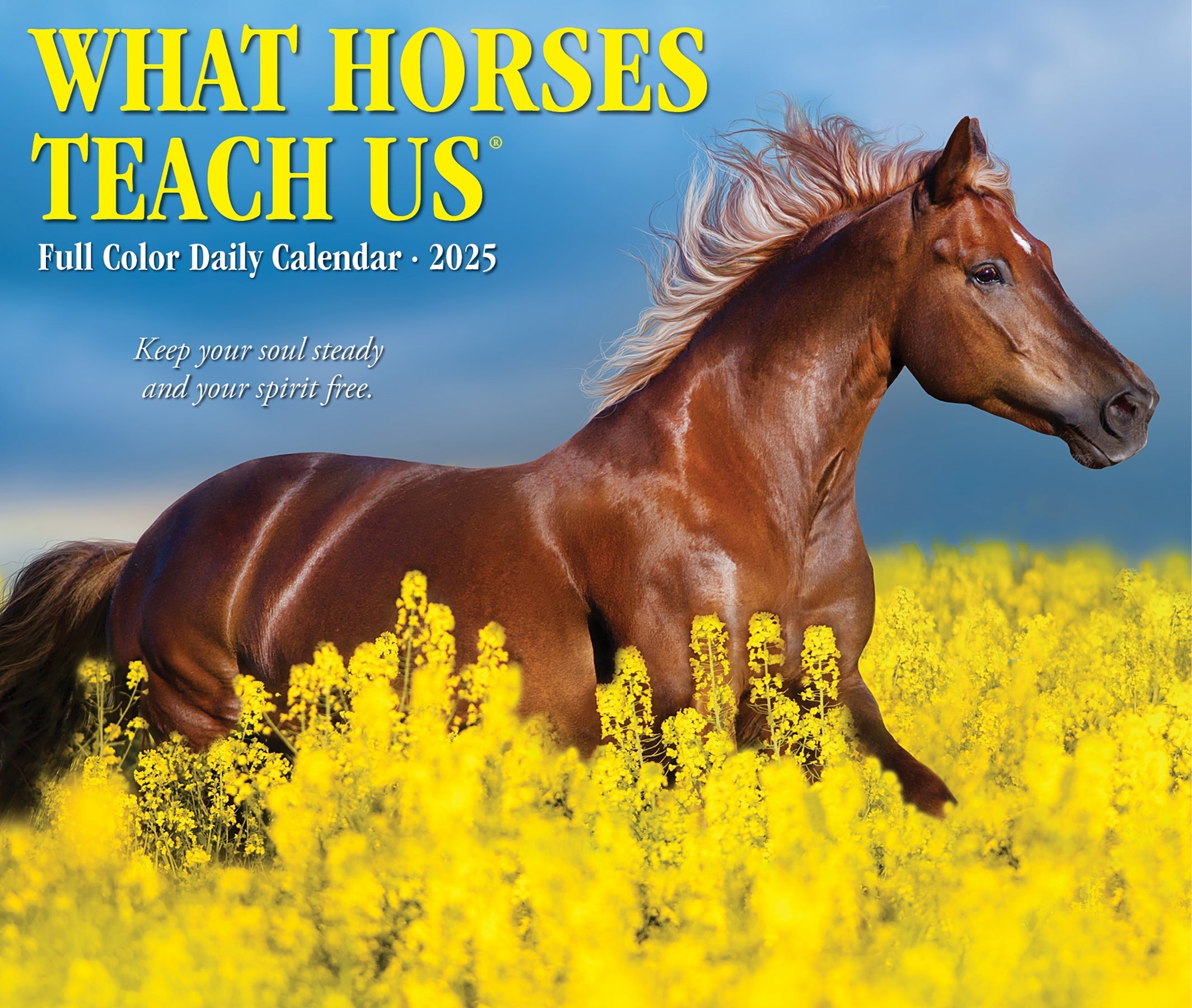 2025 What Horses Teach Us - Daily Boxed Page-A-Day Calendar (US Only)