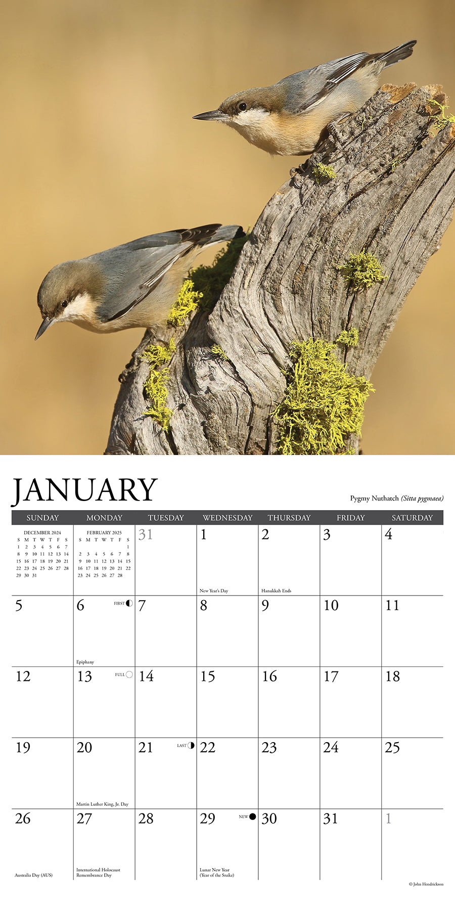 2025 Backyard Birds - Square Wall Calendar (US Only)