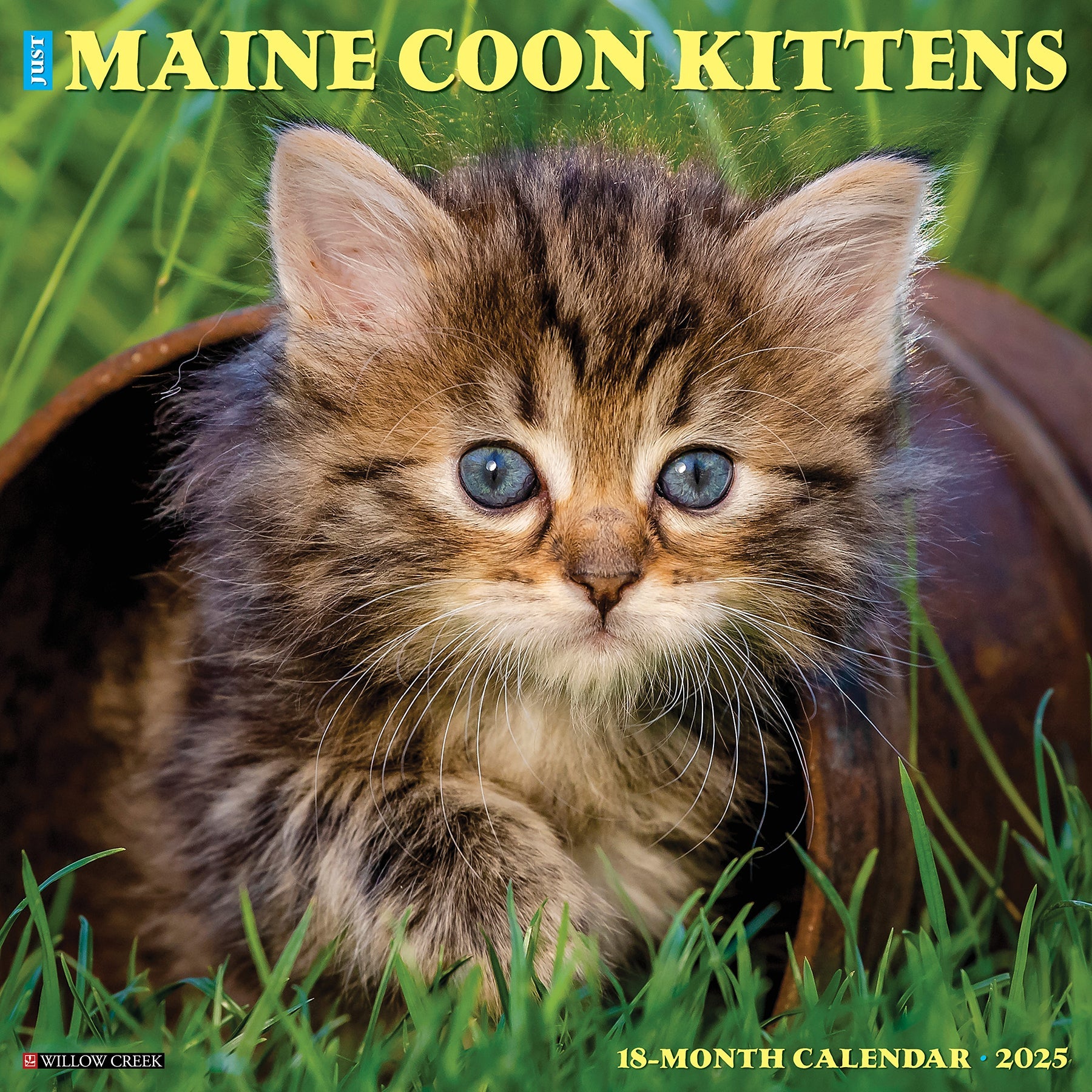 2025 Maine Coon Kittens - Square Wall Calendar (US Only)