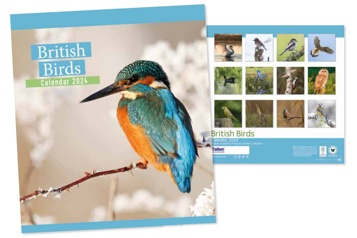 2024 British Birds Square Wall Calendar   F614bcff124bfae572787232cf2a14d7 