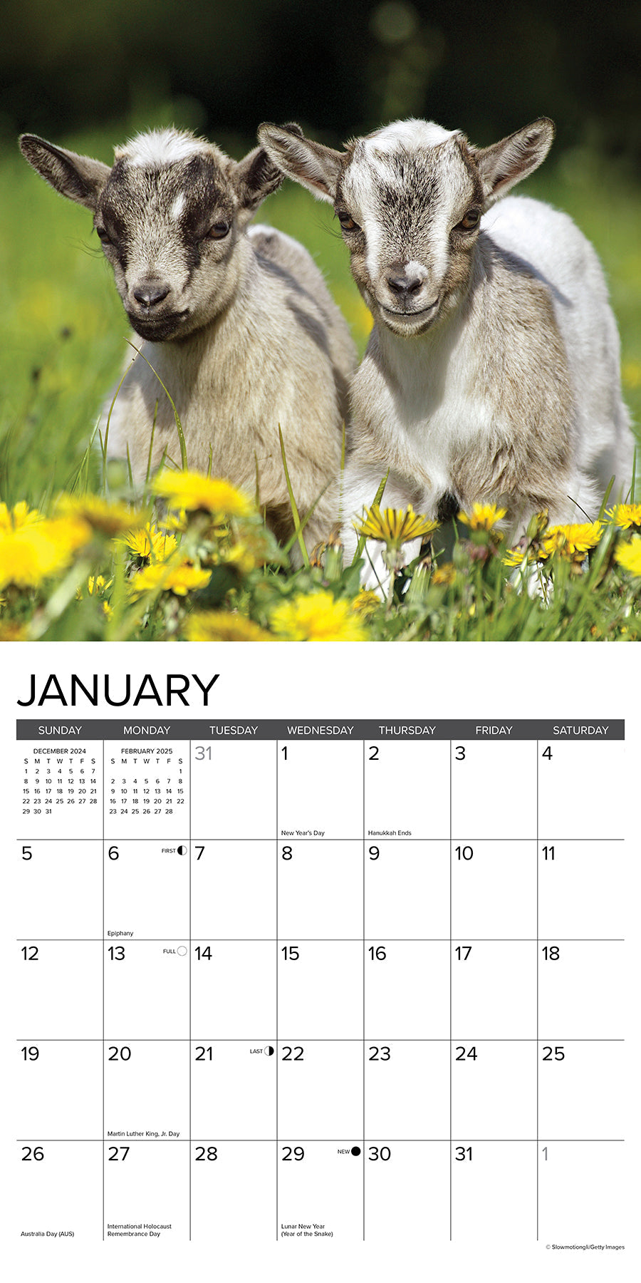 2025 Goats - Square Wall Calendar (US Only)