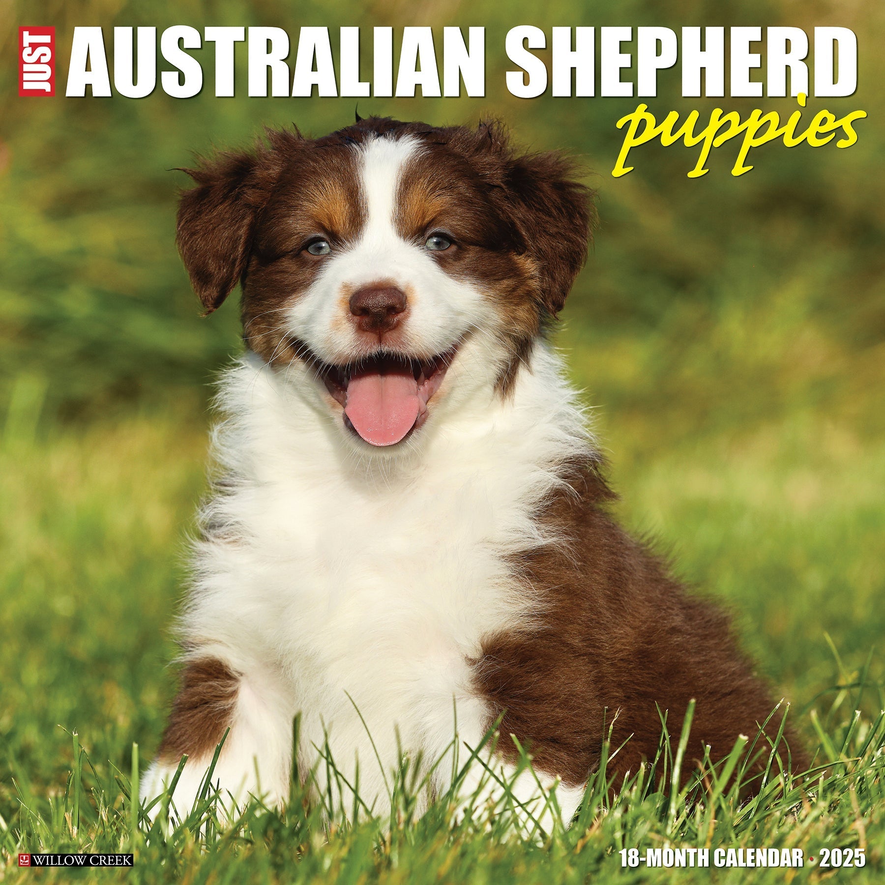 2025 Australian Shepherd Puppies - Square Wall Calendar (US Only)