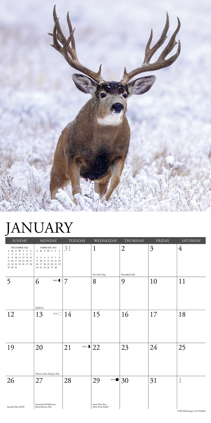 2025 Mule Deer - Square Wall Calendar (US Only)