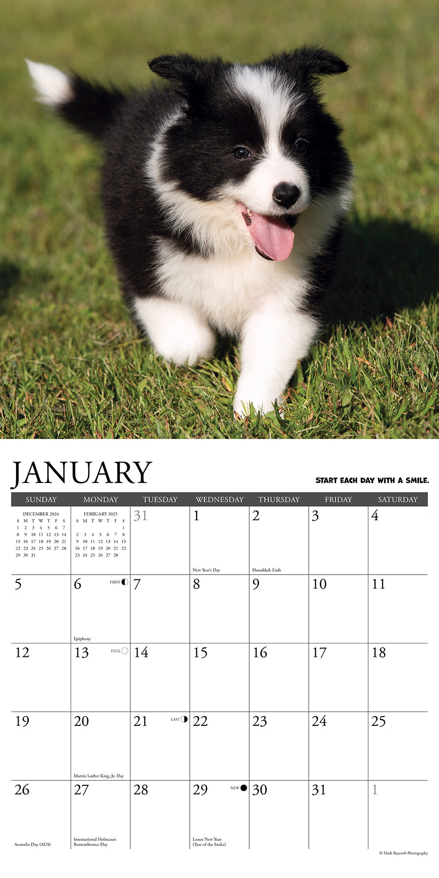 2025 What Puppies Teach Us - Square Wall Calendar (US Only)