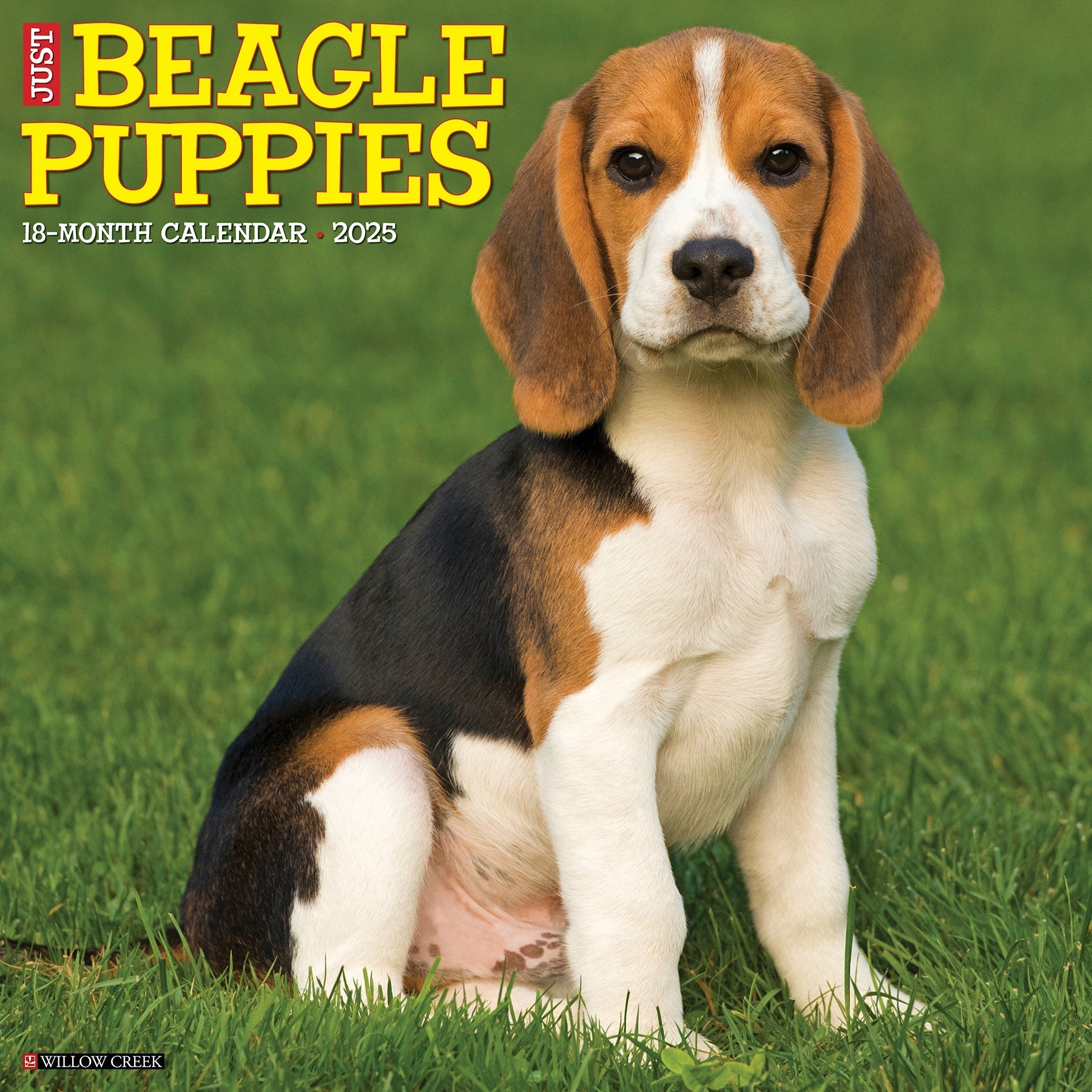 2025 Beagle Puppies - Square Wall Calendar (US Only)