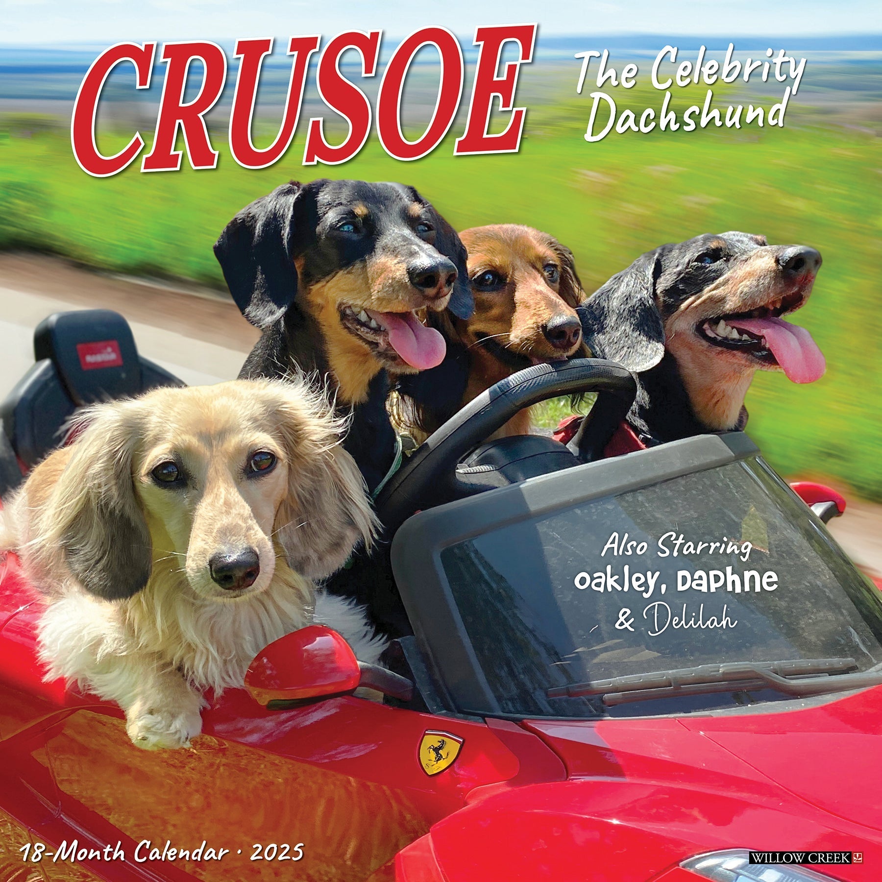 2025 Crusoe the Celebrity Dachshund - Square Wall Calendar (US Only)