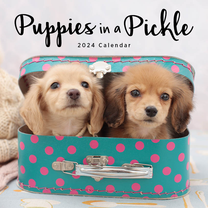 2024 Puppies In A Pickle - Square Wall Calendar
