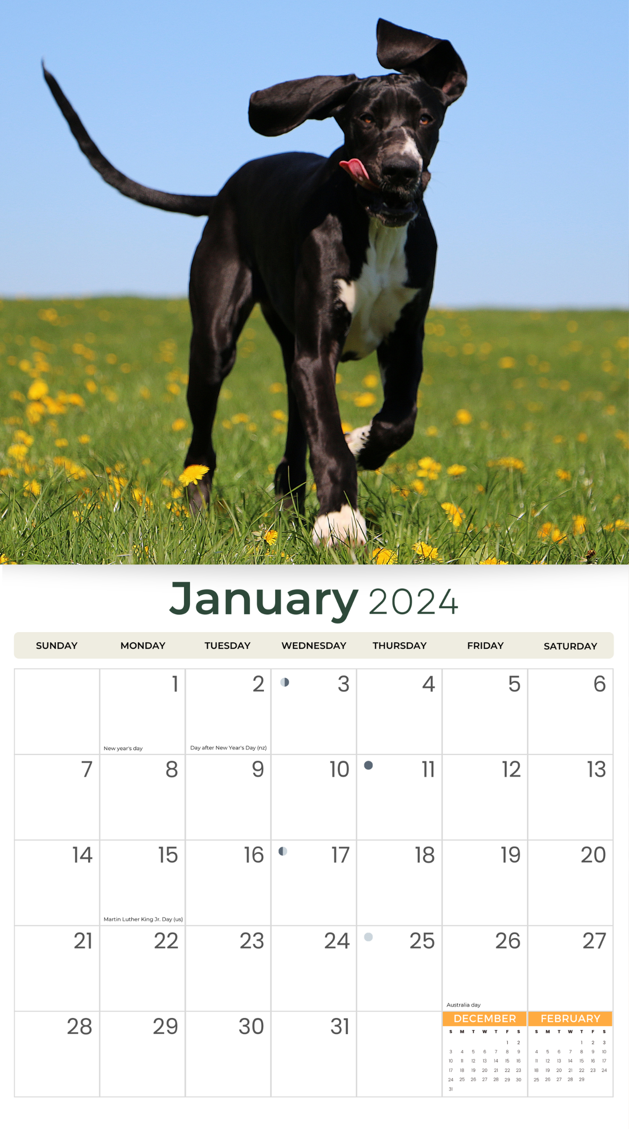 2024 Great Danes Dogs & Puppies - Deluxe Wall Calendar by Just Calendars - 16 Month - Plastic Free