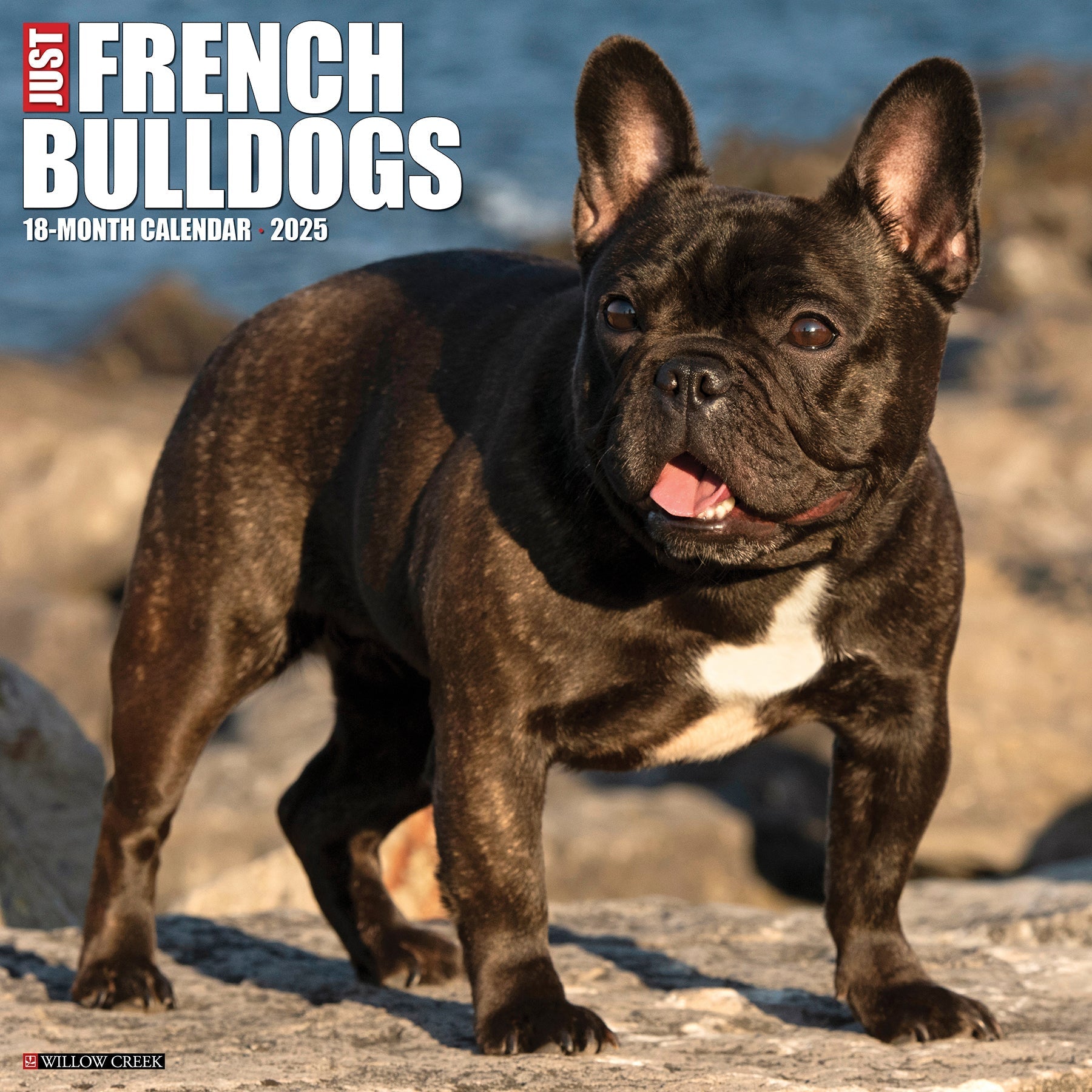 2025 French Bulldogs - Square Wall Calendar (US Only)