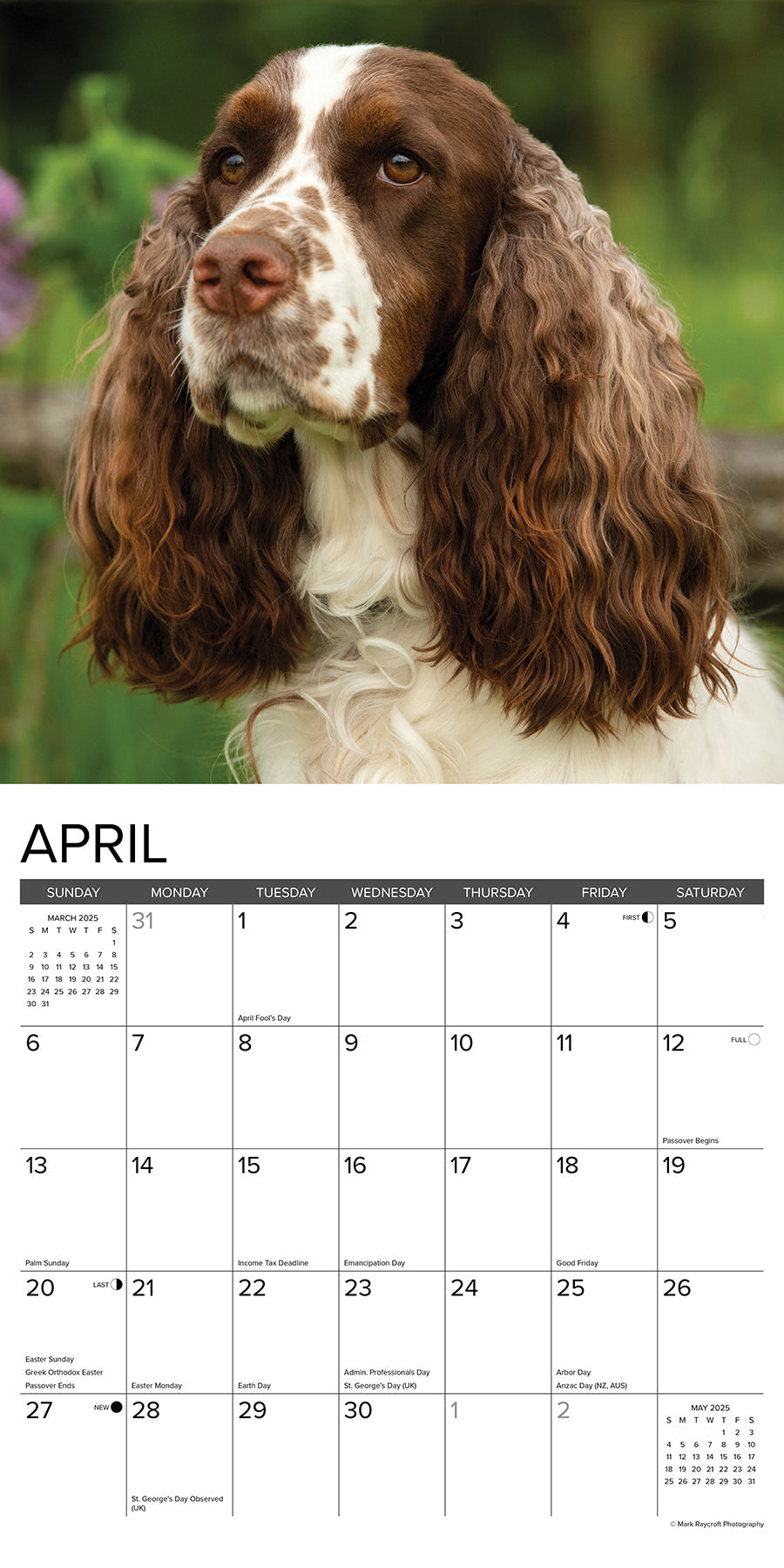 Welsh Springer Spaniel Calendar 2025