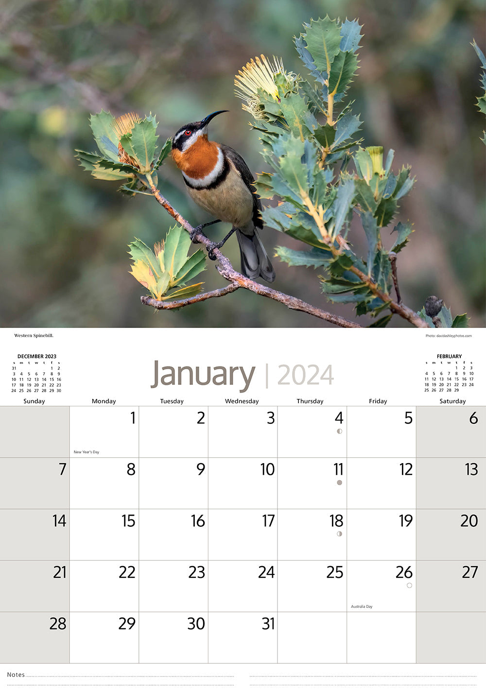 2024 Australian Birds (by Artique) - Horizontal Wall Calendar