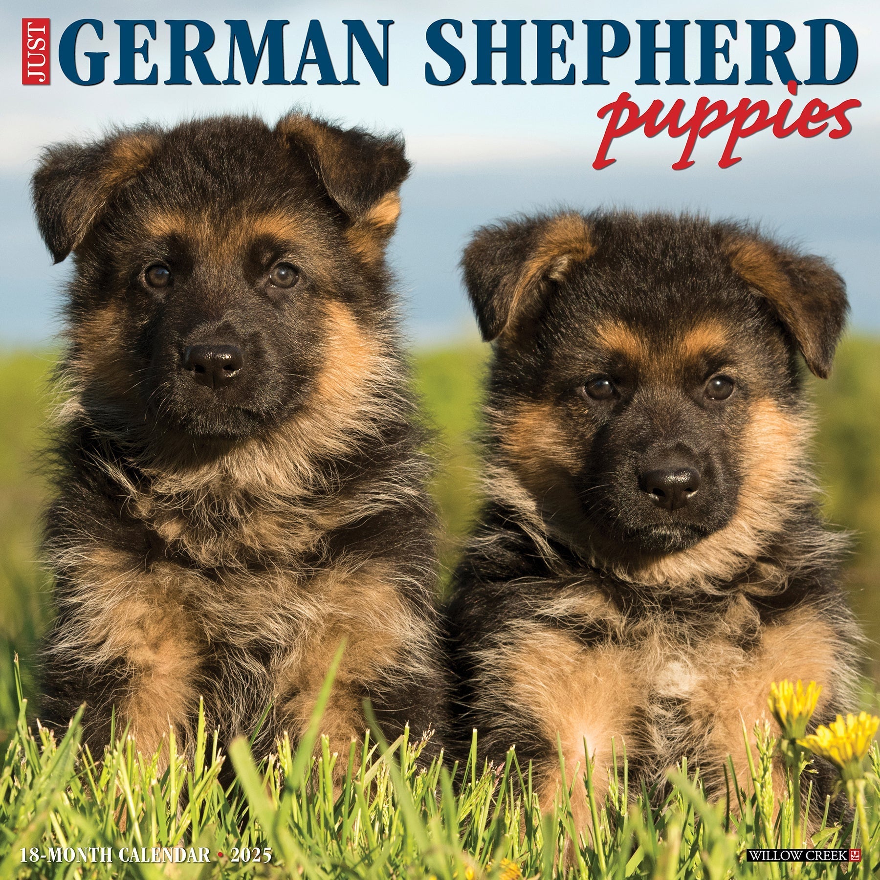 2025 German Shepherd Puppies - Square Wall Calendar (US Only)