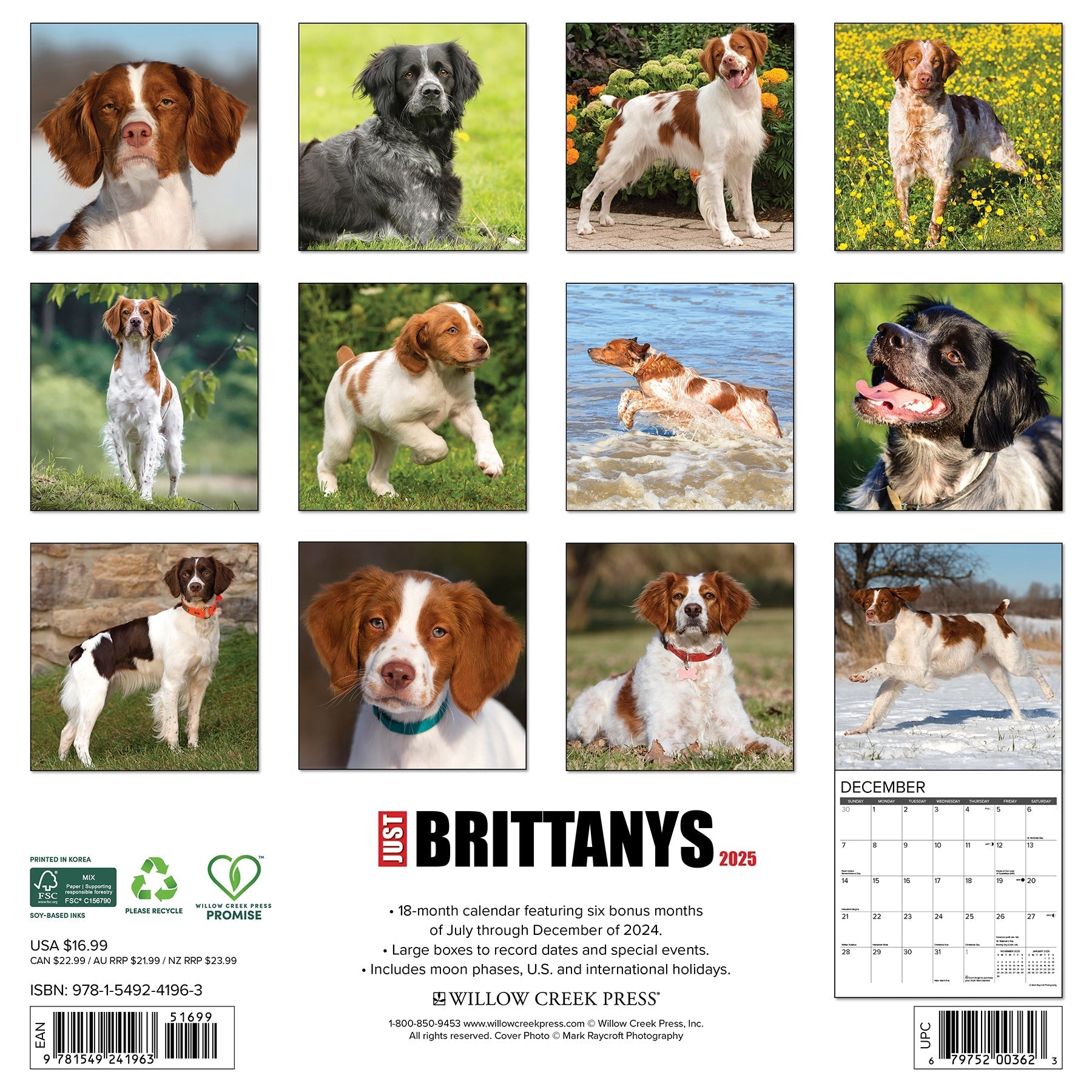 2025 Brittanys - Square Wall Calendar (US Only)