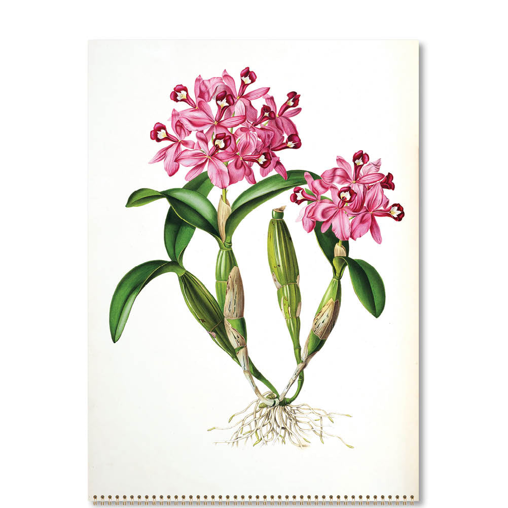 2024 Orchids - Deluxe Wall Calendar