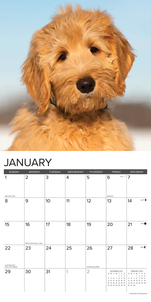 2023 Just Goldendoodles - Square Wall Calendar