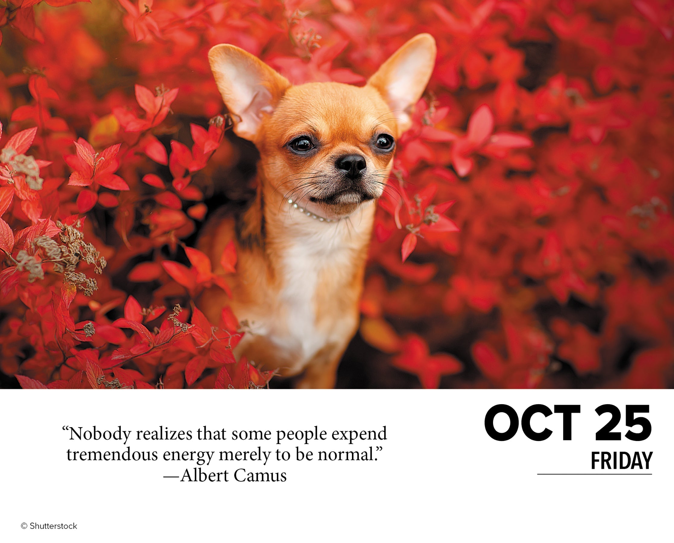 2024 Dogs - Daily Boxed Page-A-Day Calendar US