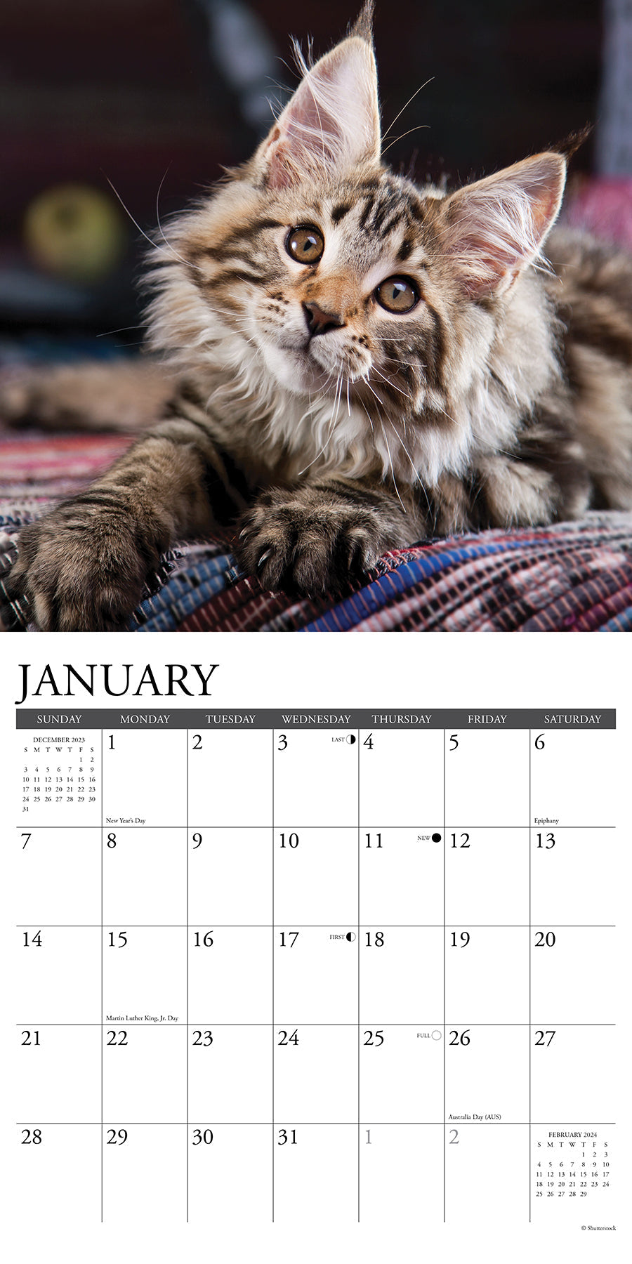 2024 Just Maine Coon Kittens - Square Wall Calendar US