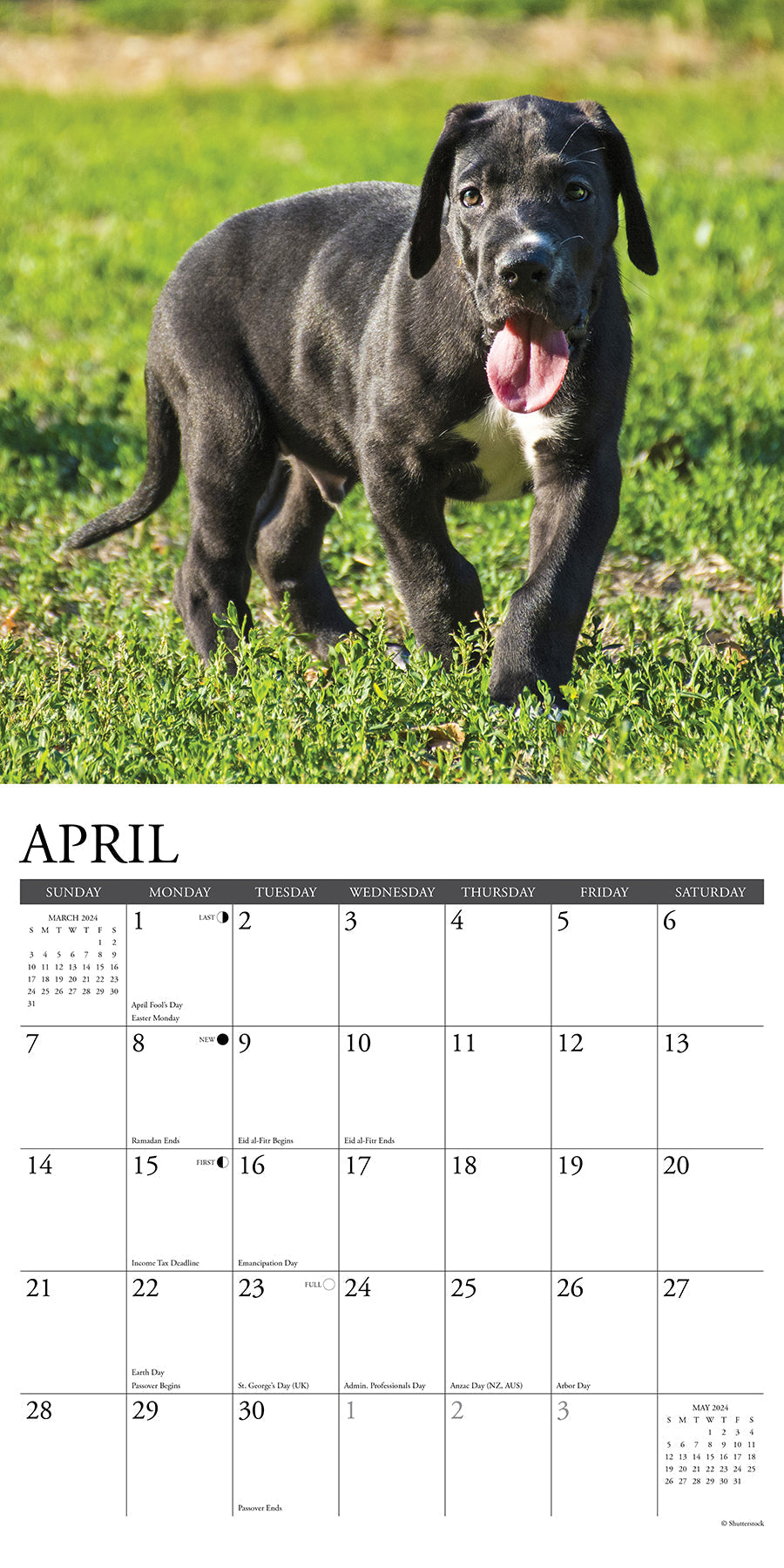 2024 Just Great Dane Puppies - Square Wall Calendar US