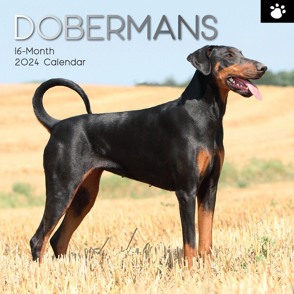 2024 Dobermans Square Wall Calendar Dogs & Puppies Calendars by