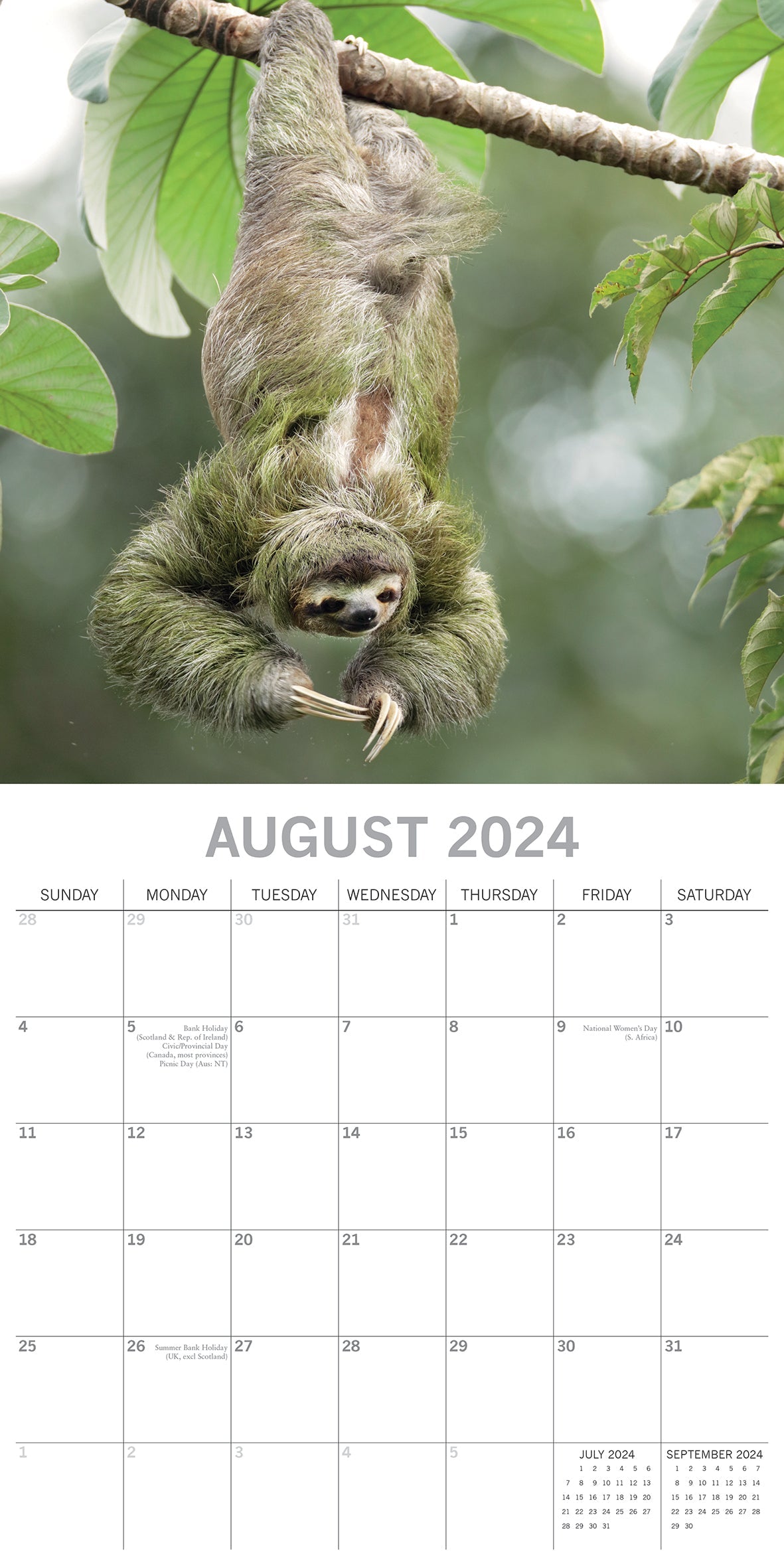 2024 Sloths - Square Wall Calendar