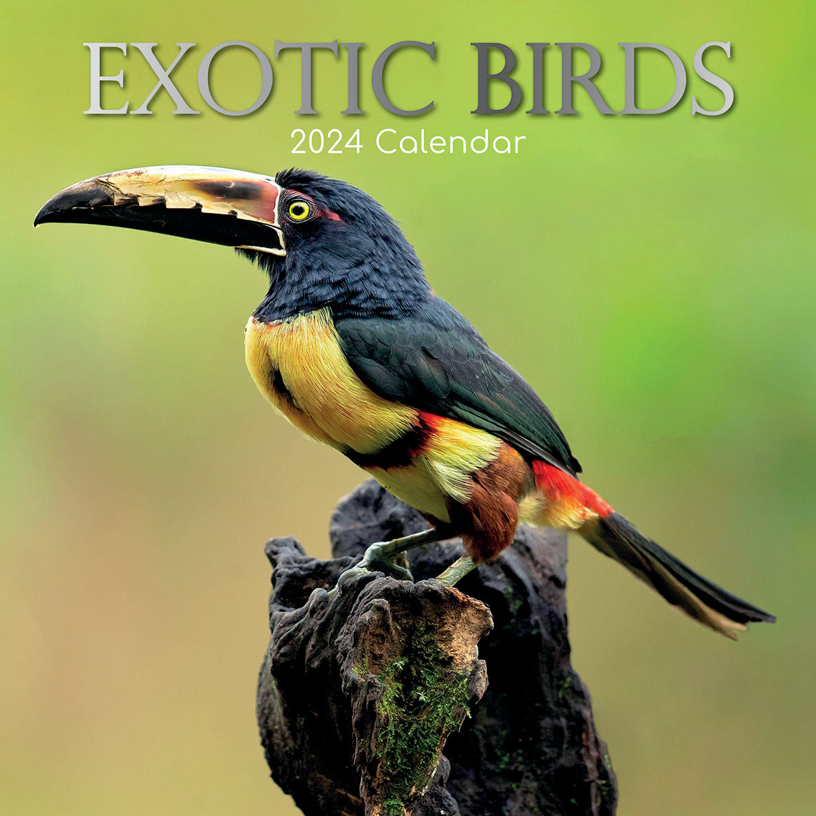2024 Exotic Birds - Square Wall Calendar