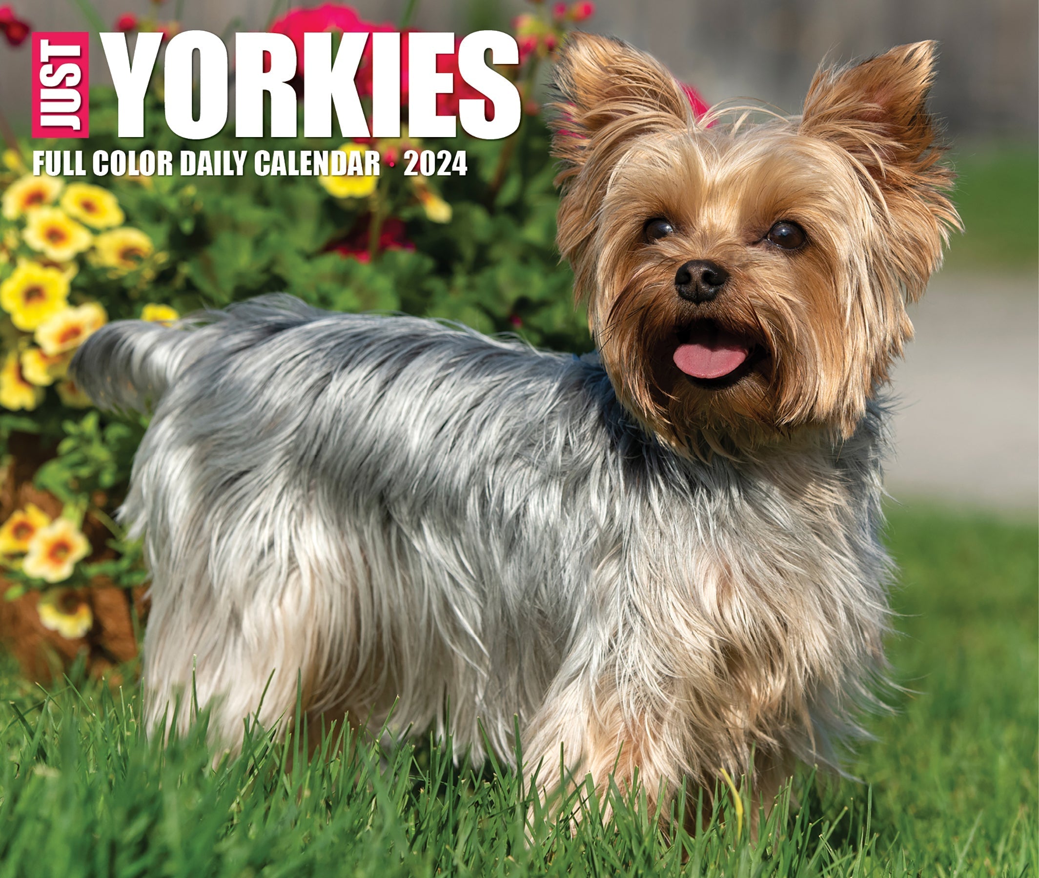 2024 Yorkies - Daily Boxed Page-A-Day Calendar US
