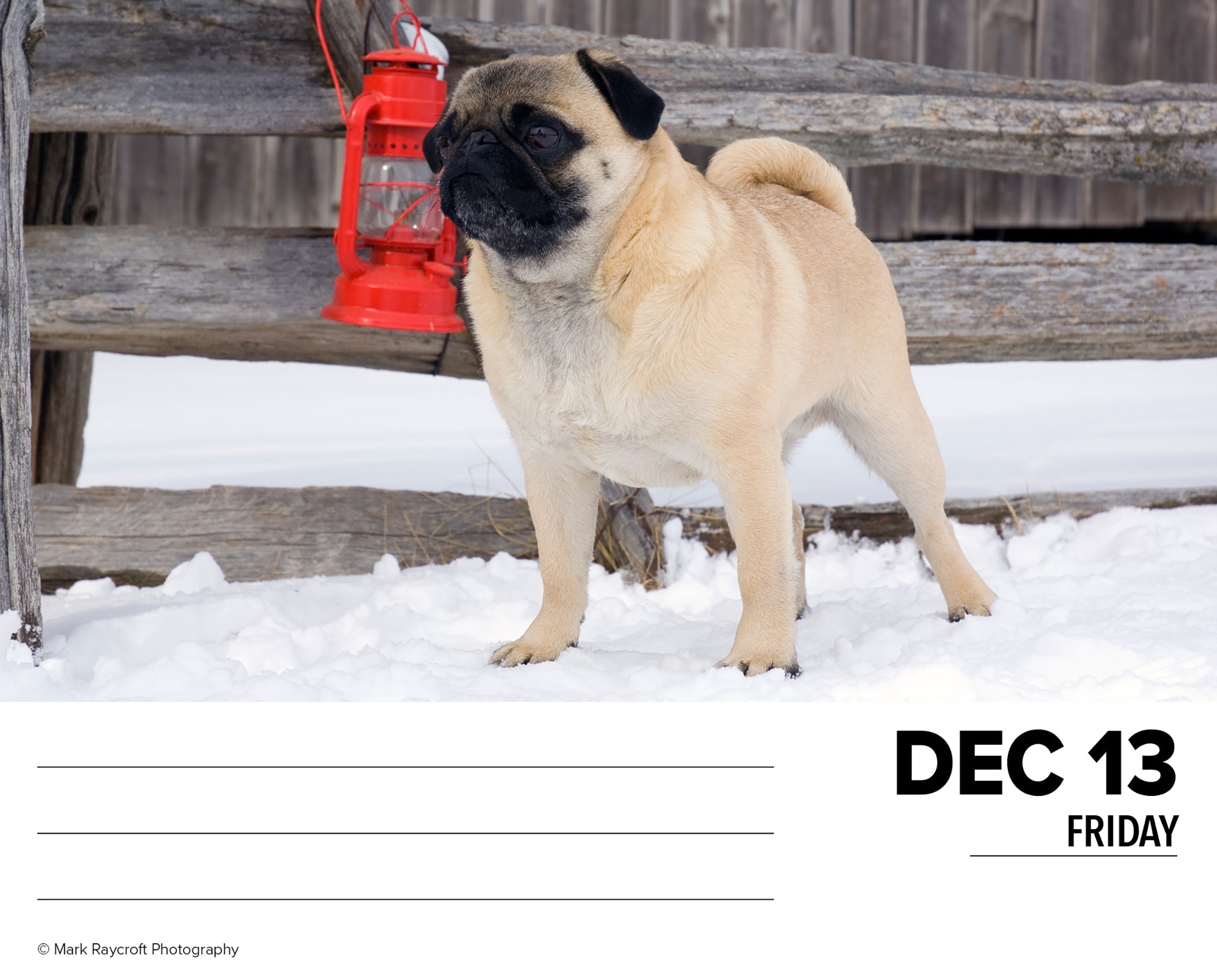 2024 Pugs - Daily Boxed Page-A-Day Calendar US