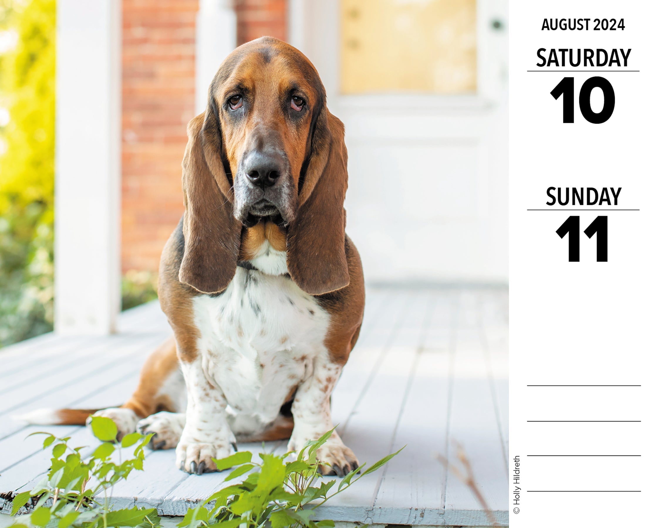 2024 Basset Hounds - Daily Boxed Page-A-Day Calendar US