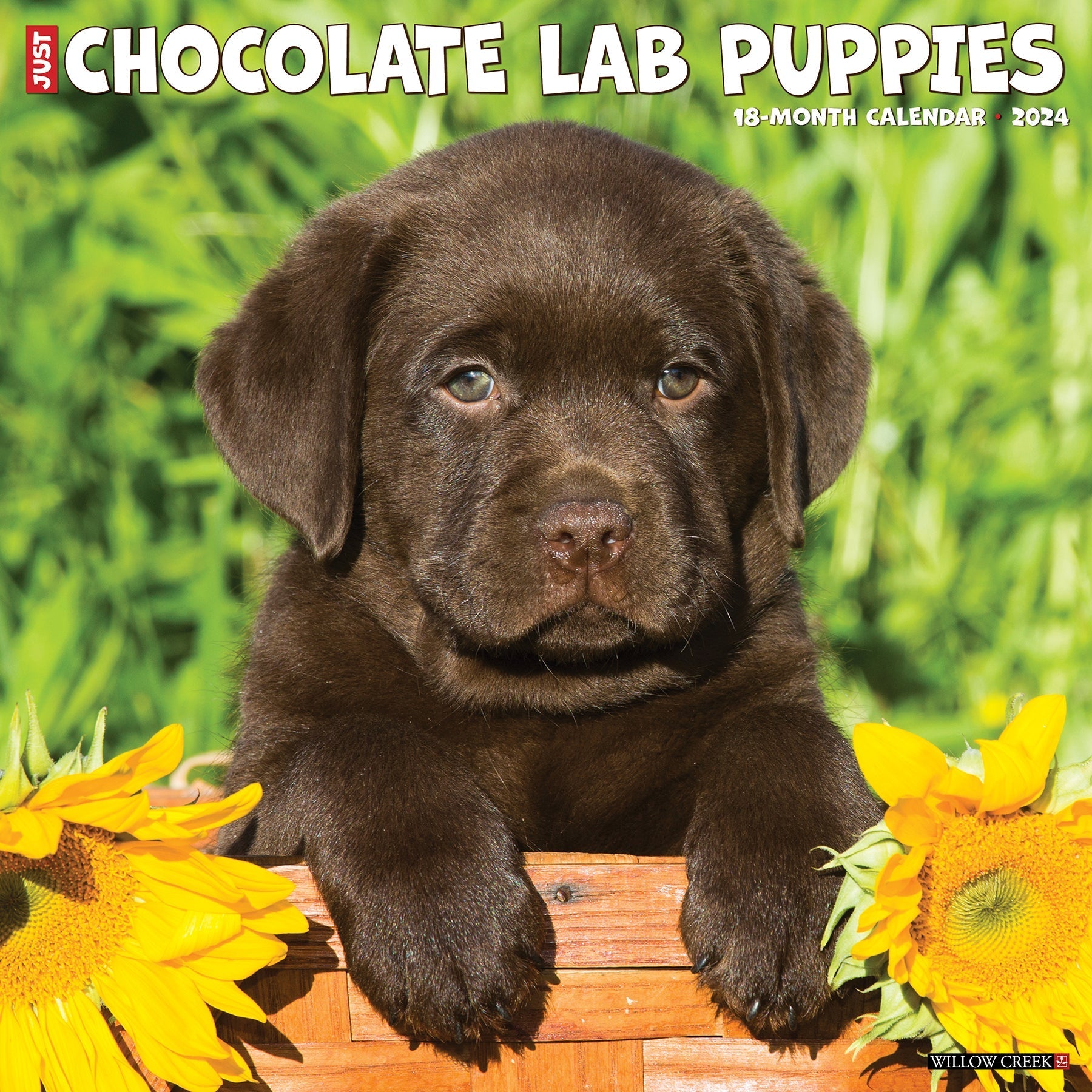 2024 Just Chocolate Lab Puppies - Square Wall Calendar US
