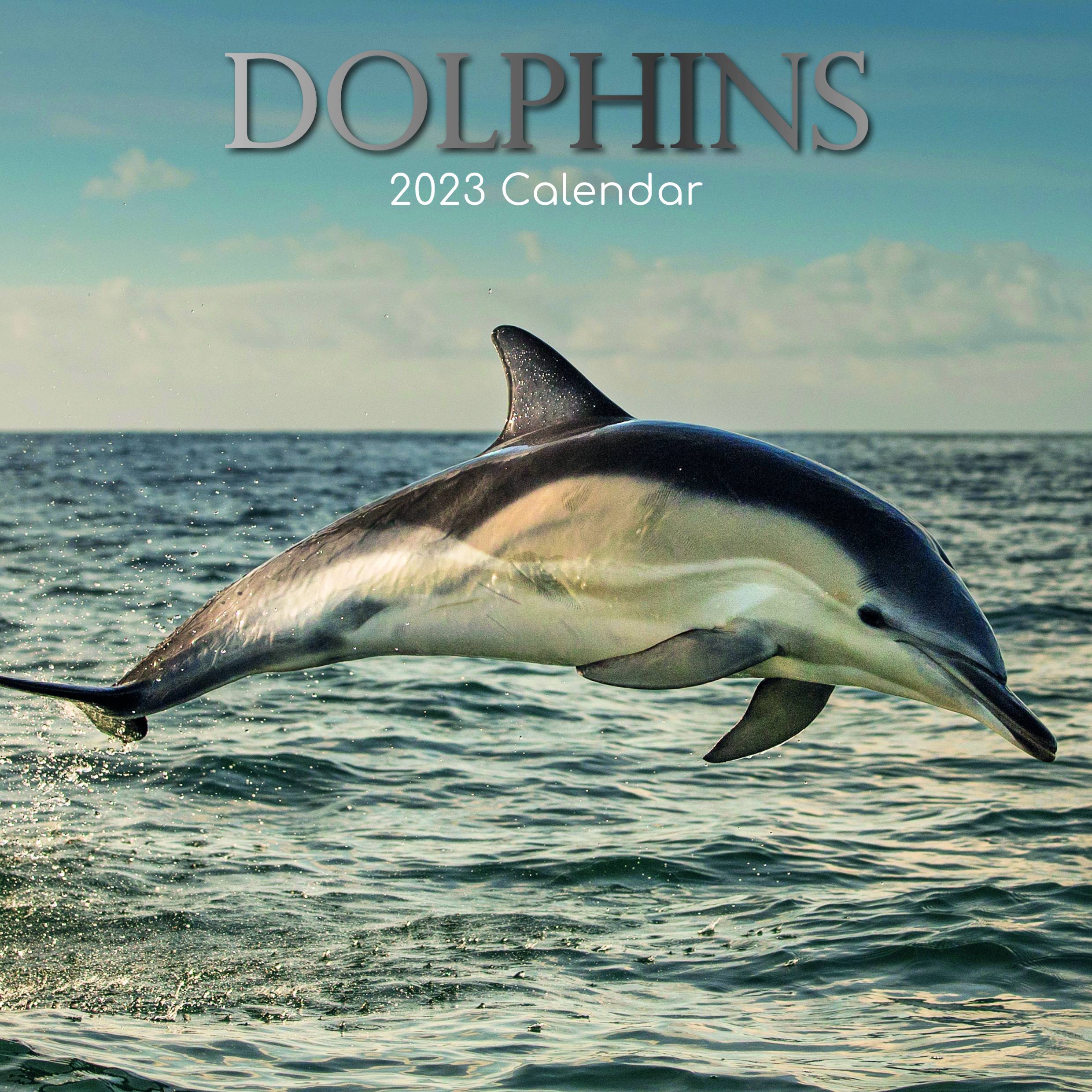2023 Dolphins - Square Wall Calendar