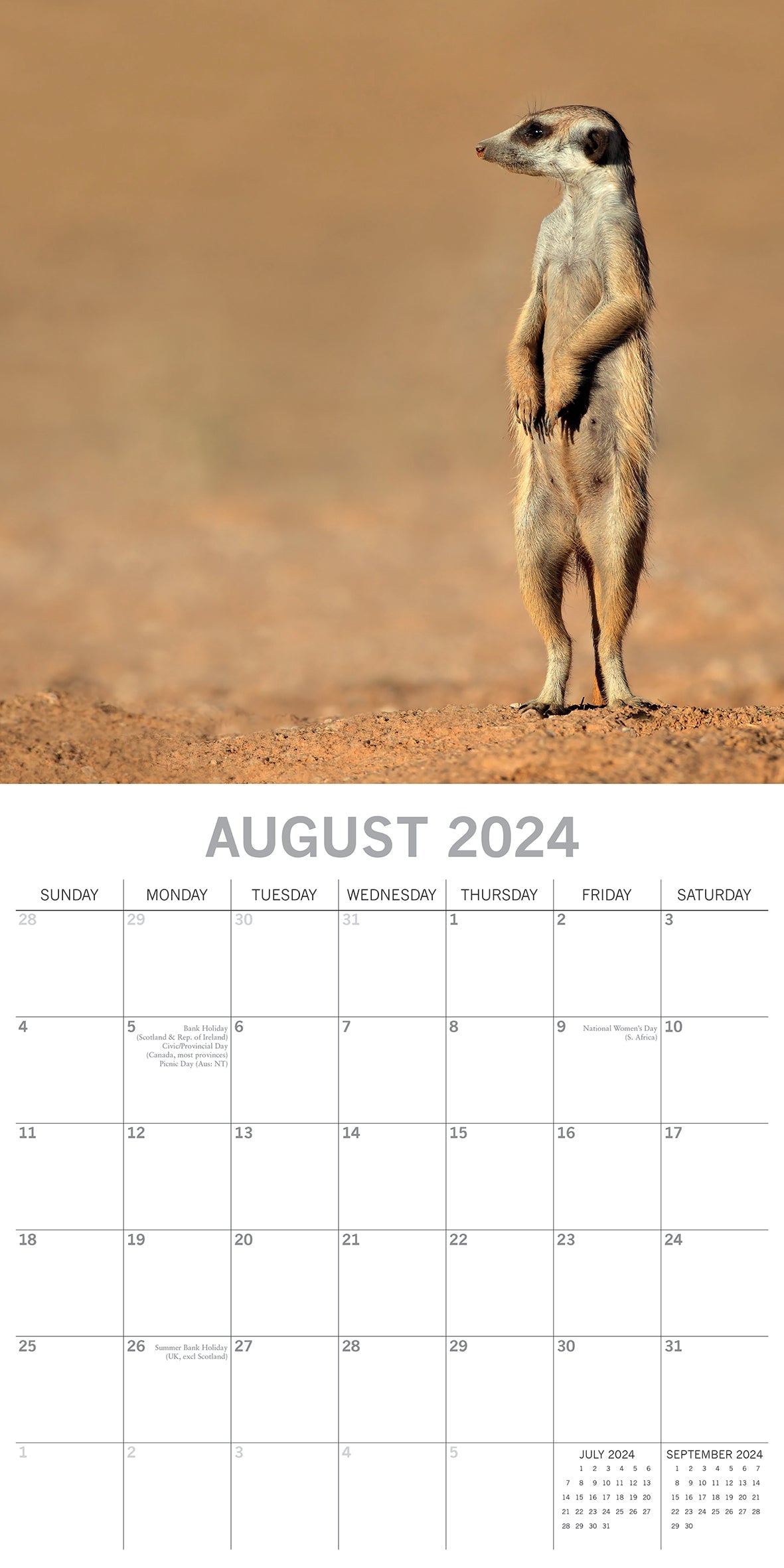 2024 Meerkats - Square Wall Calendar
