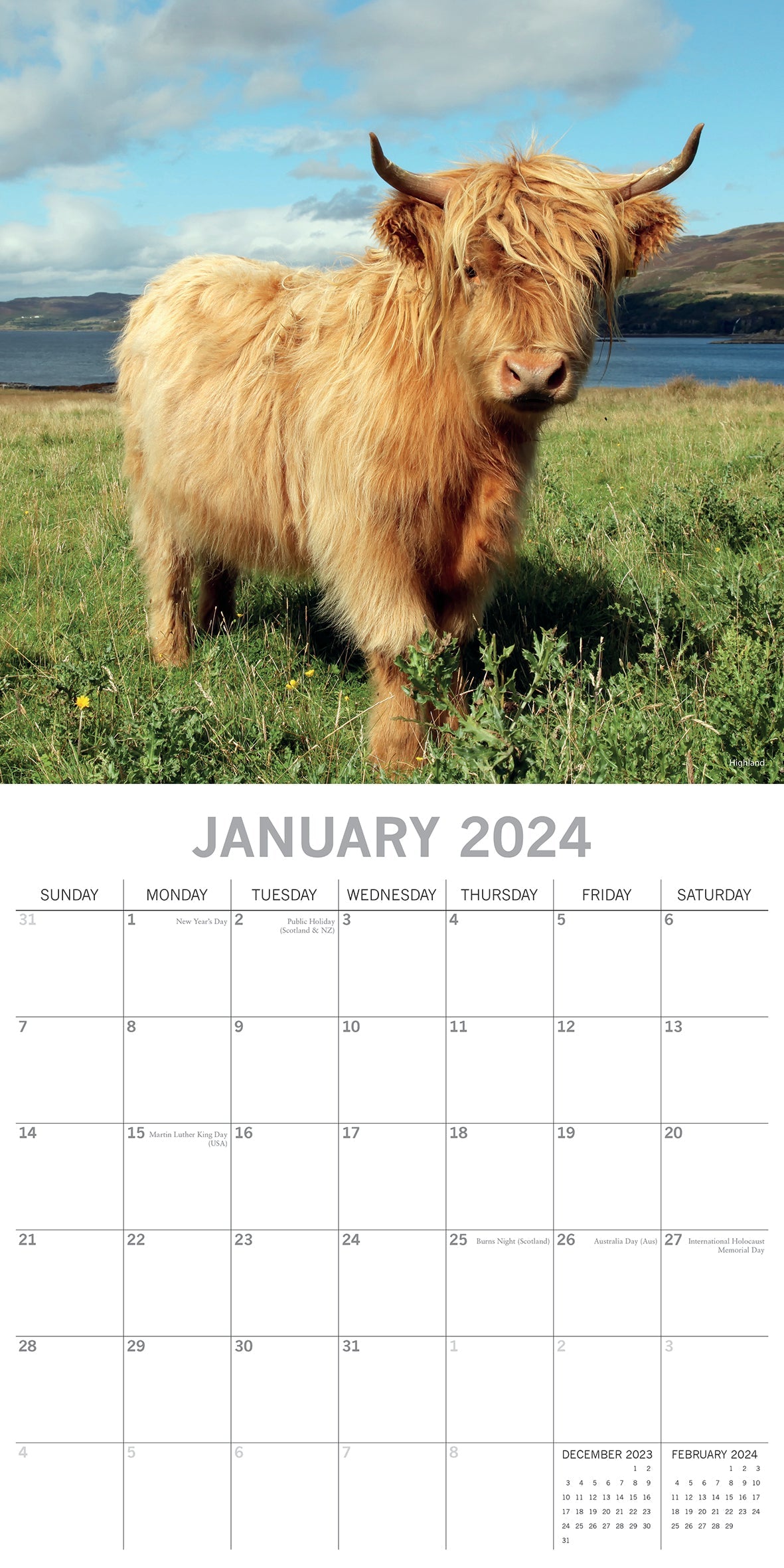 2024 Cows - Square Wall Calendar