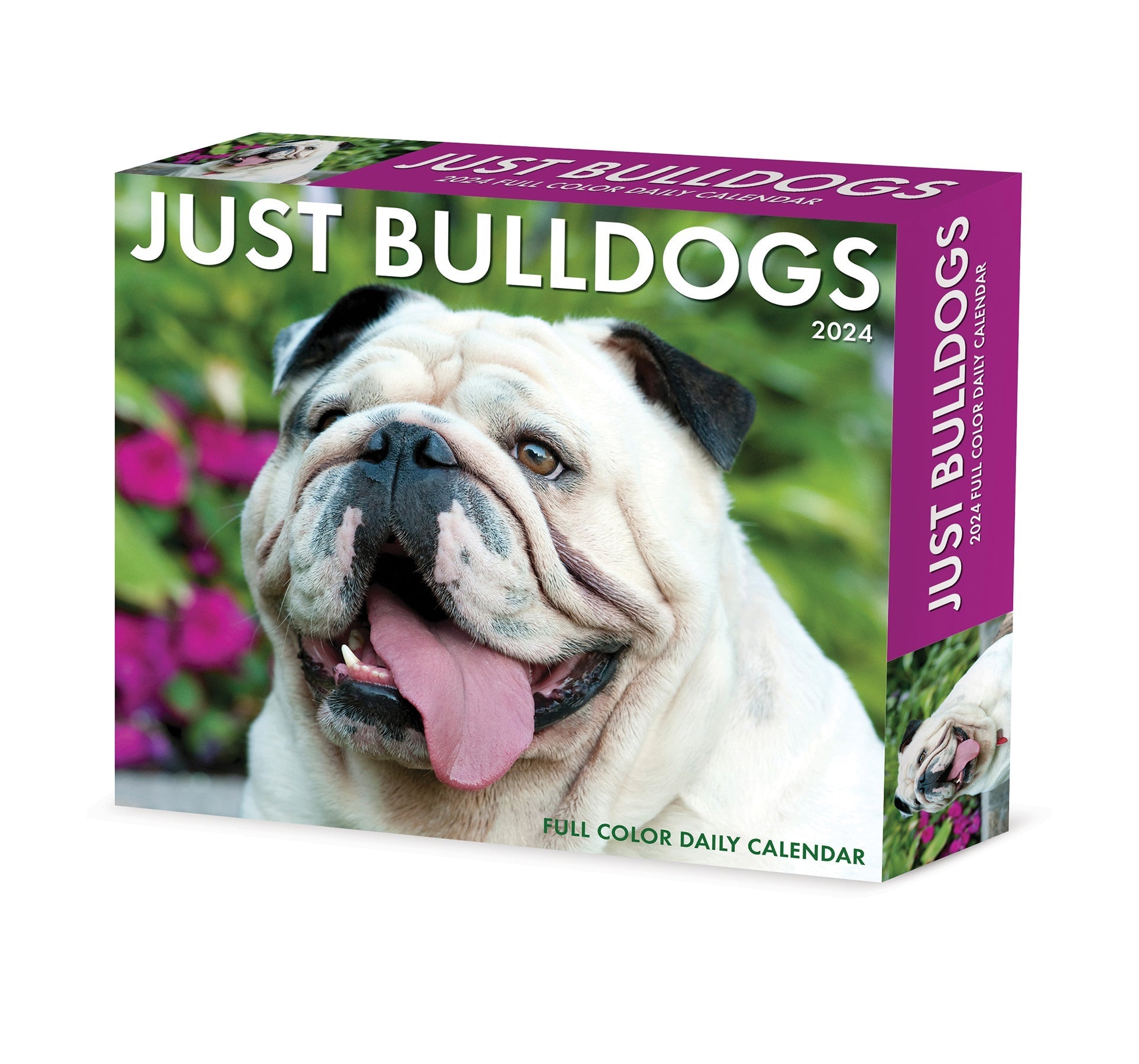 2024 Bulldogs - Daily Boxed Page-A-Day Calendar US