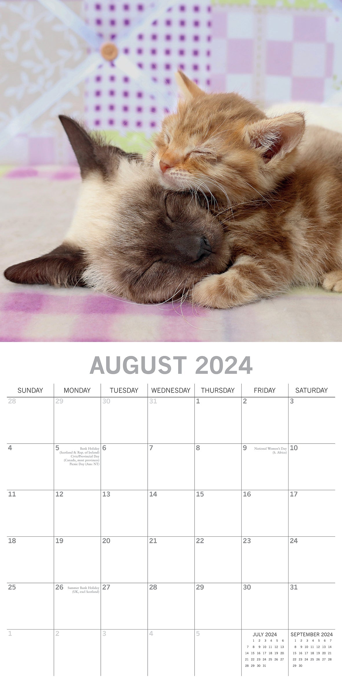 2024 Cats & Kittens - Square Wall Calendar