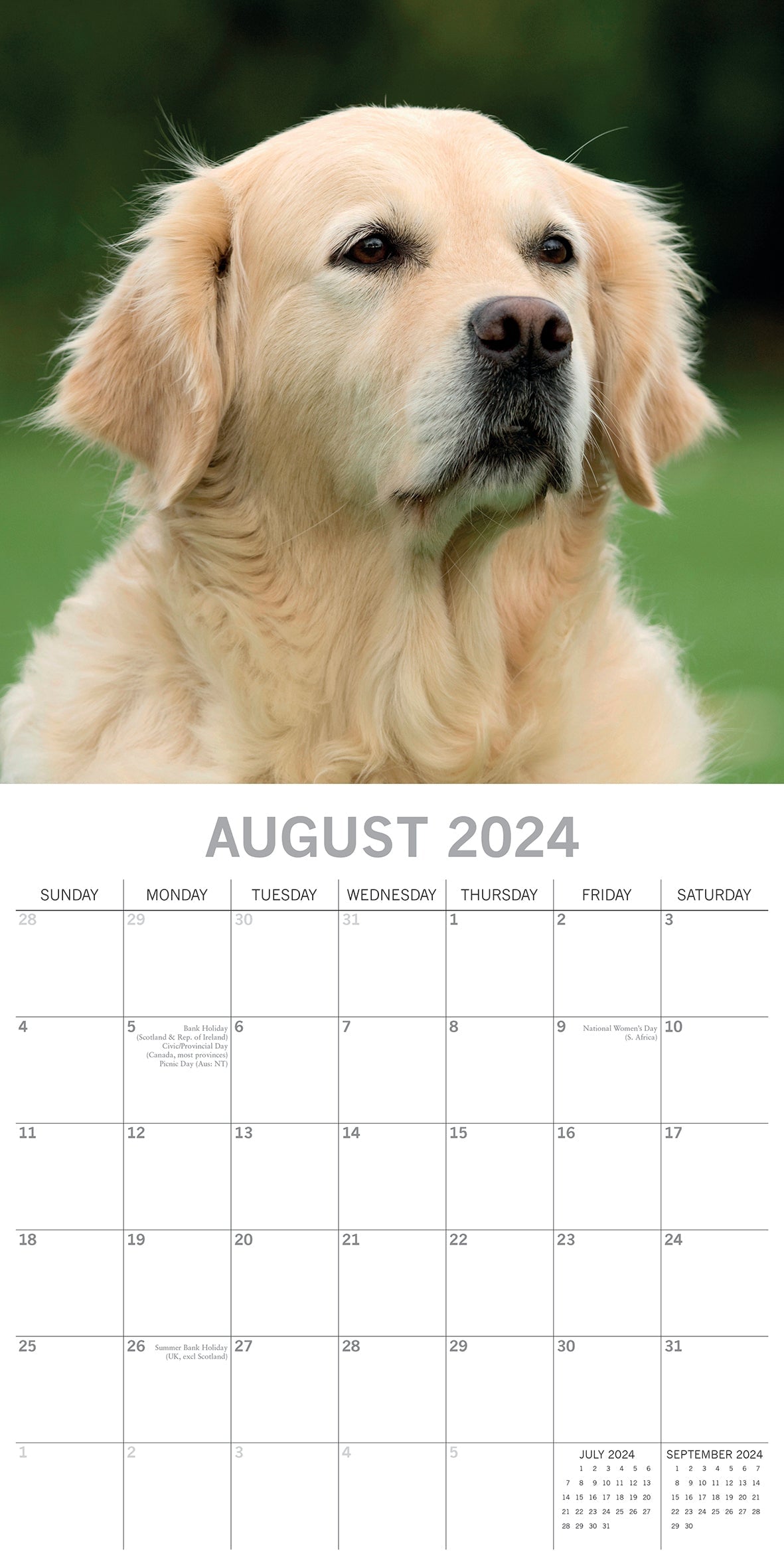 2024 Golden Retrievers - Square Wall Calendar