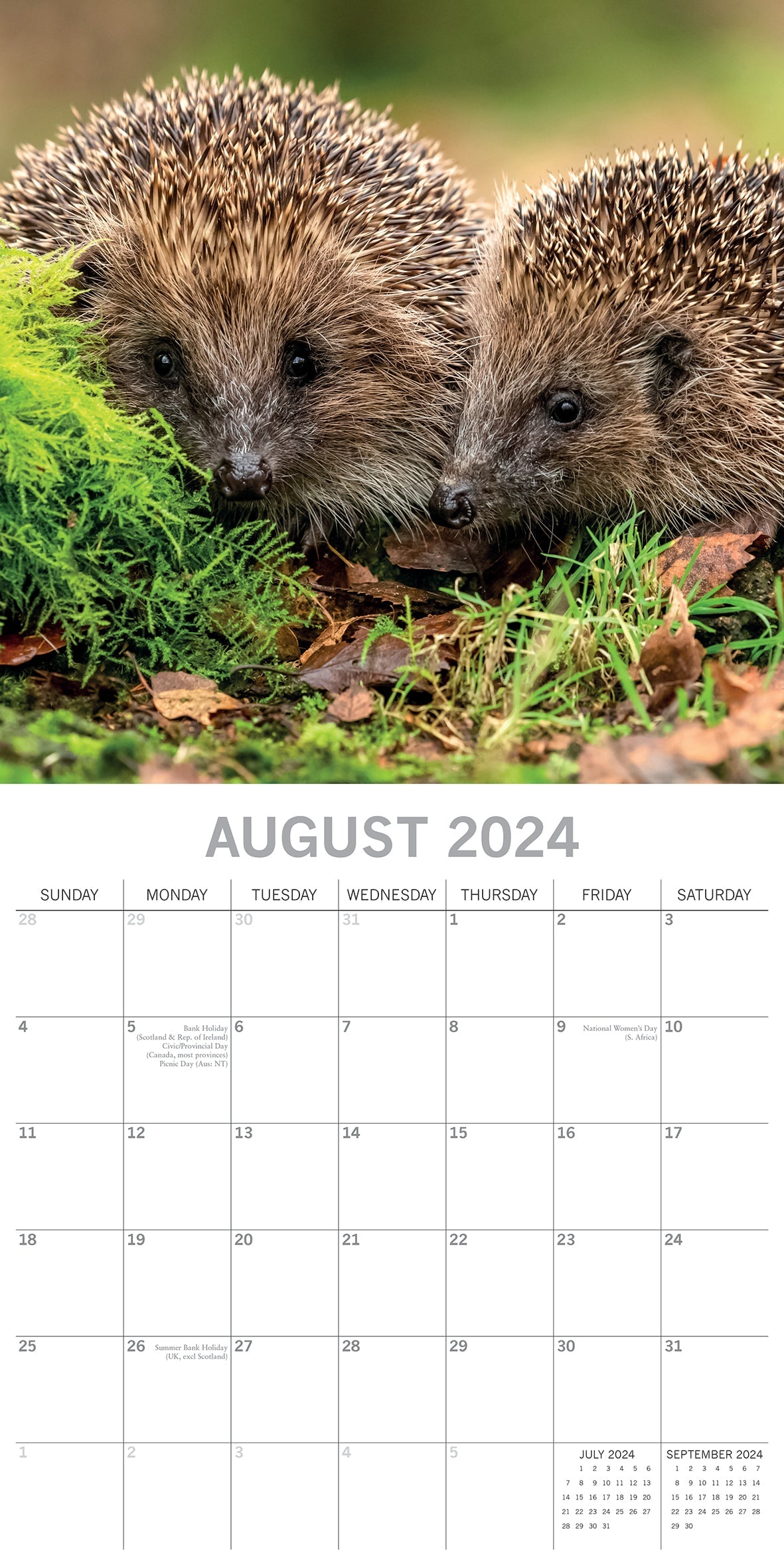 2024 Hedgehogs - Square Wall Calendar