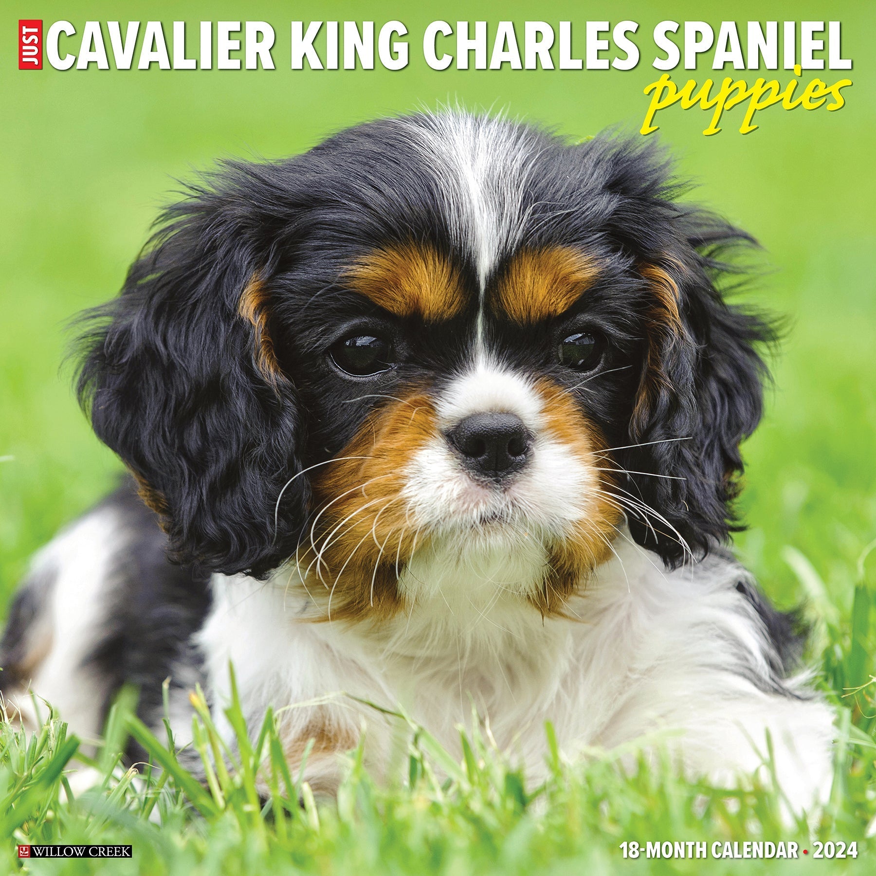 2024 Just Cavalier King Charles Spaniel Puppies - Square Wall Calendar US
