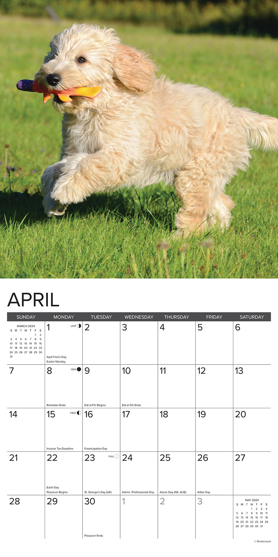 2024 Just Goldendoodle Puppies - Square Wall Calendar US