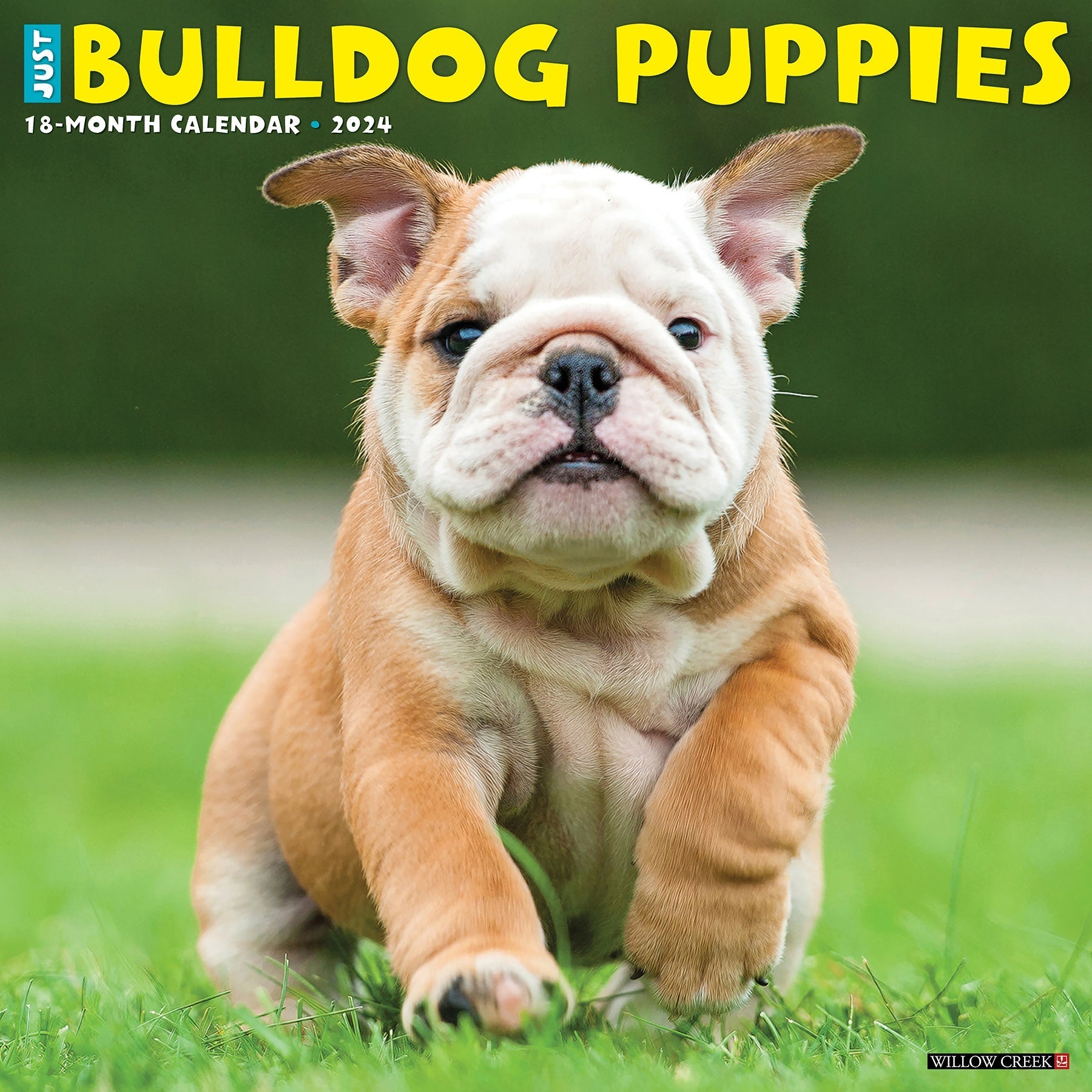 2024 Just Bulldog Puppies - Square Wall Calendar US