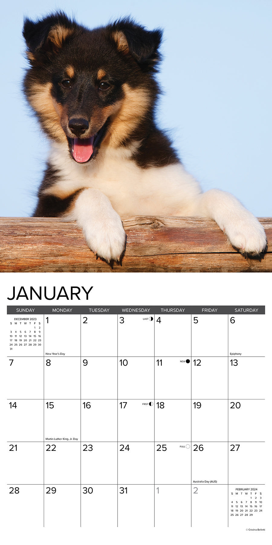 2024 Just Sheltie Puppies - Square Wall Calendar US