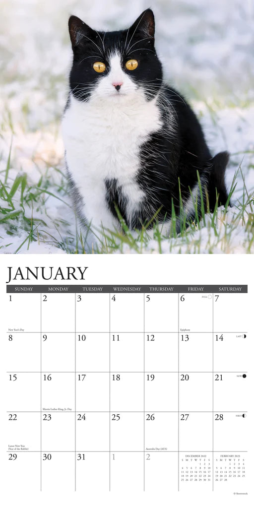 2023 Just Tuxedo Cats - Square Wall Calendar