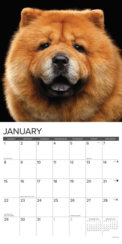 2023 Just Chow Chows - Square Wall Calendar