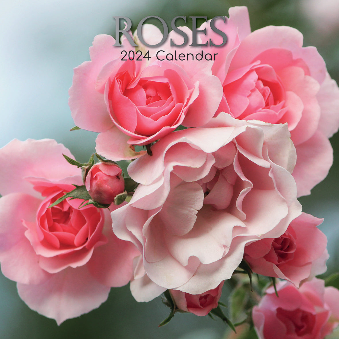 2024 Roses - Square Wall Calendar
