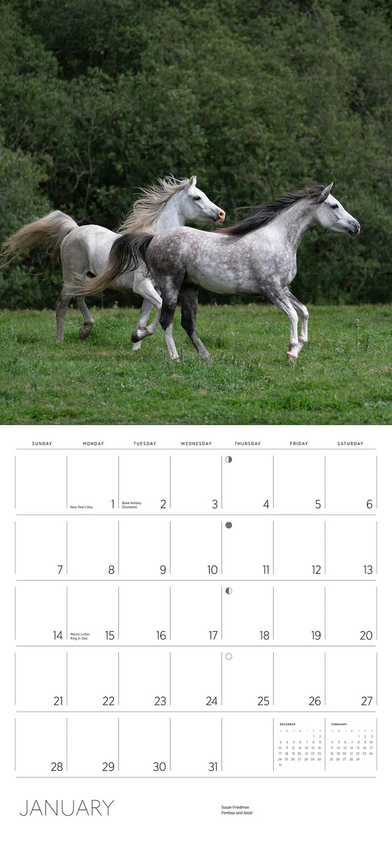 2024 Equus: Photographs by Susan Friedman - Square Wall Calendar