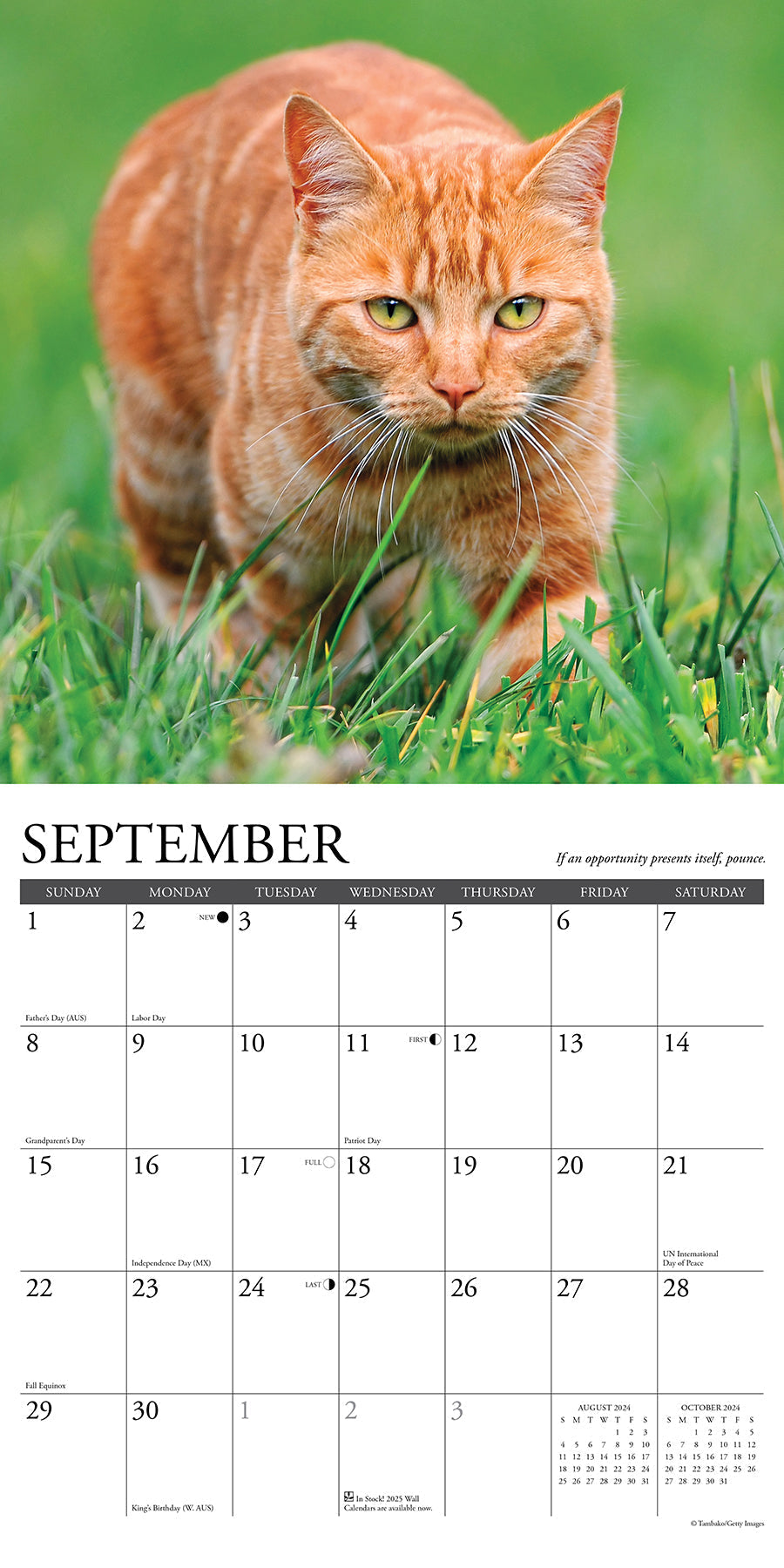 2024 What Cats Teach Us - Square Wall Calendar US